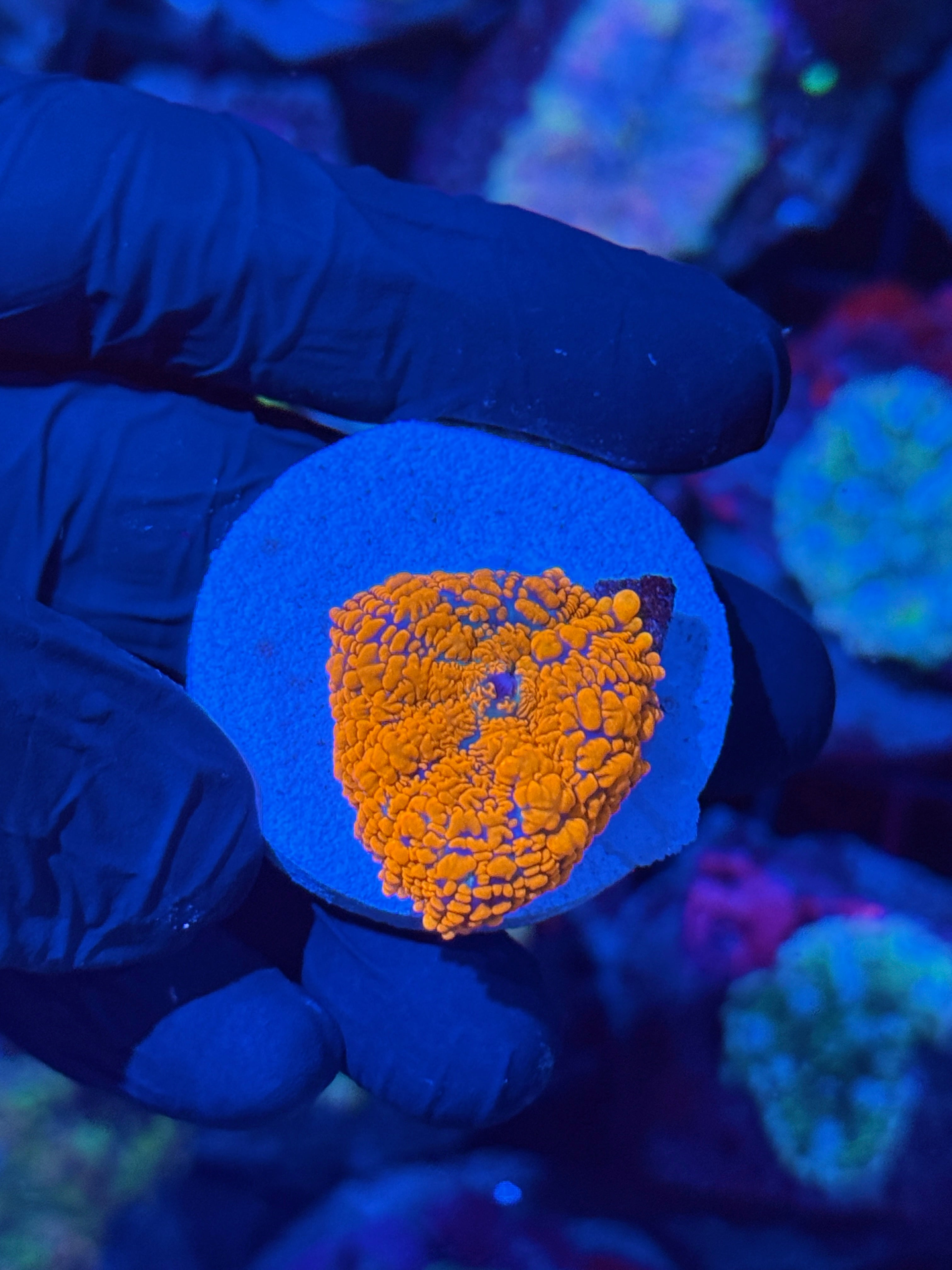 JEA Bloodbath Rhodactis Mushroom Coral XL