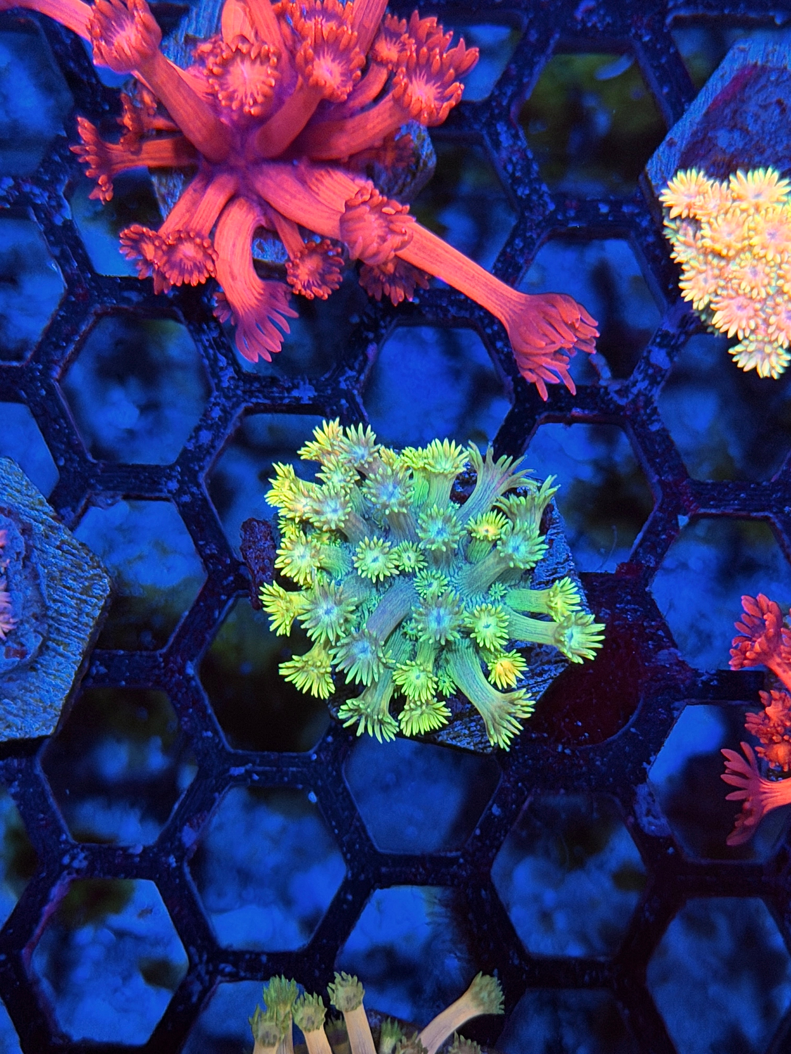 JEA Rainbow Sunshine Goniopora Coral