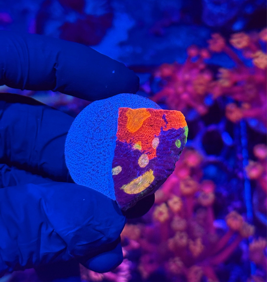 JEA Ultra Rainbow JellyBean Chalice Coral Insane Eyes AQUACULTURED