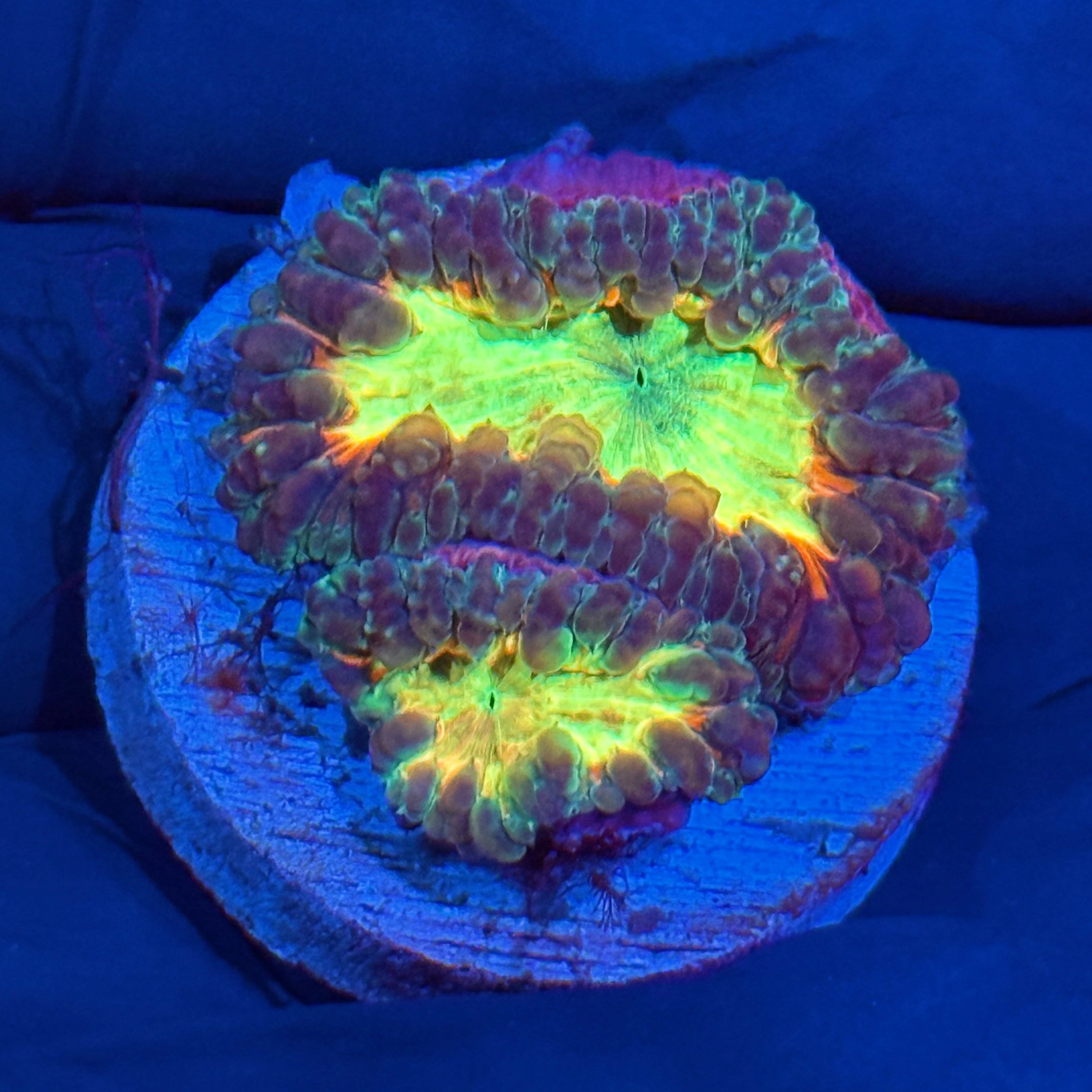 JEA TT Twister Blastomussa Coral 2 XL Heads 10/12