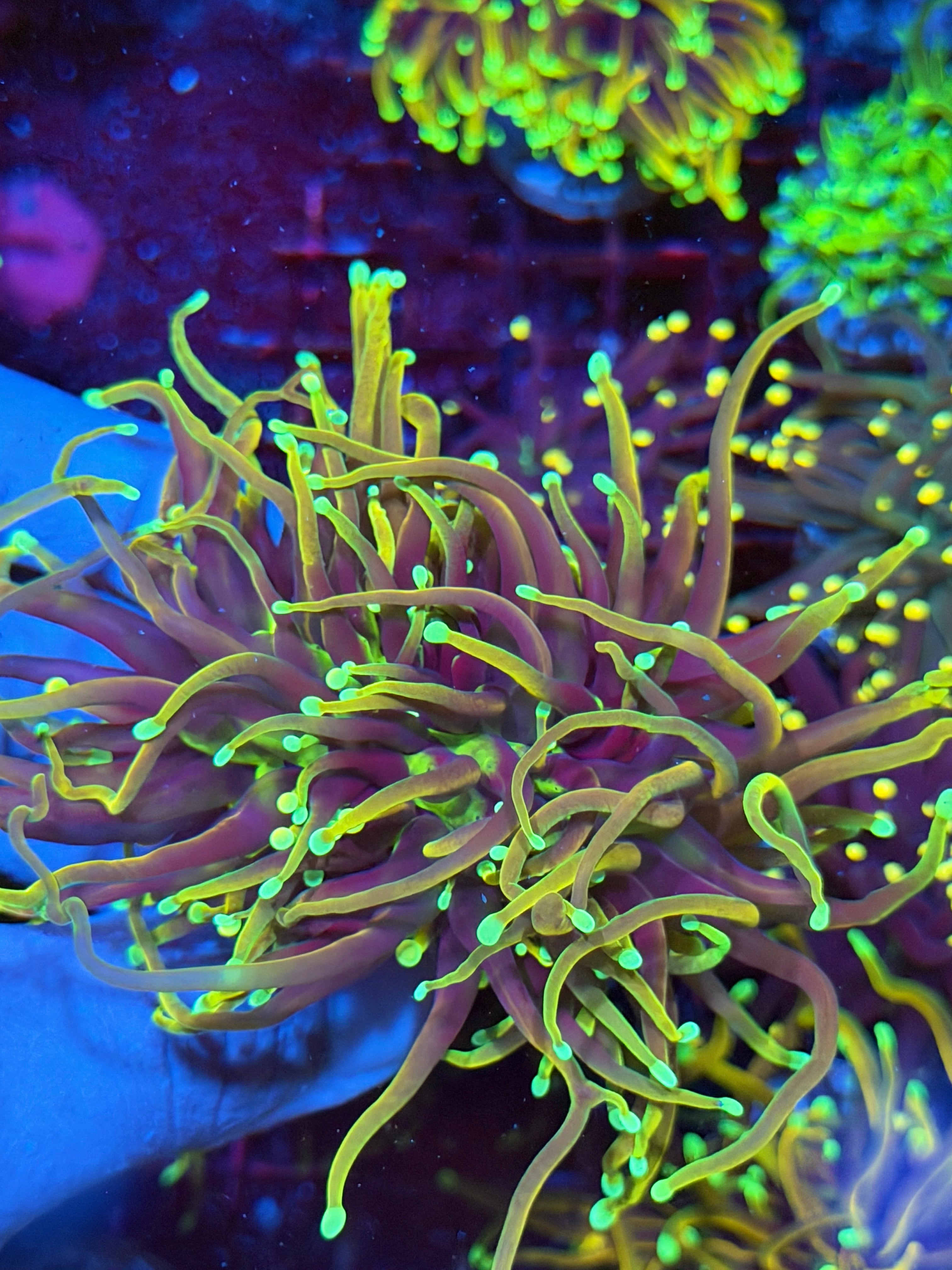 JEA 21 Tails Torch Coral 2 XXL Heads Splitting