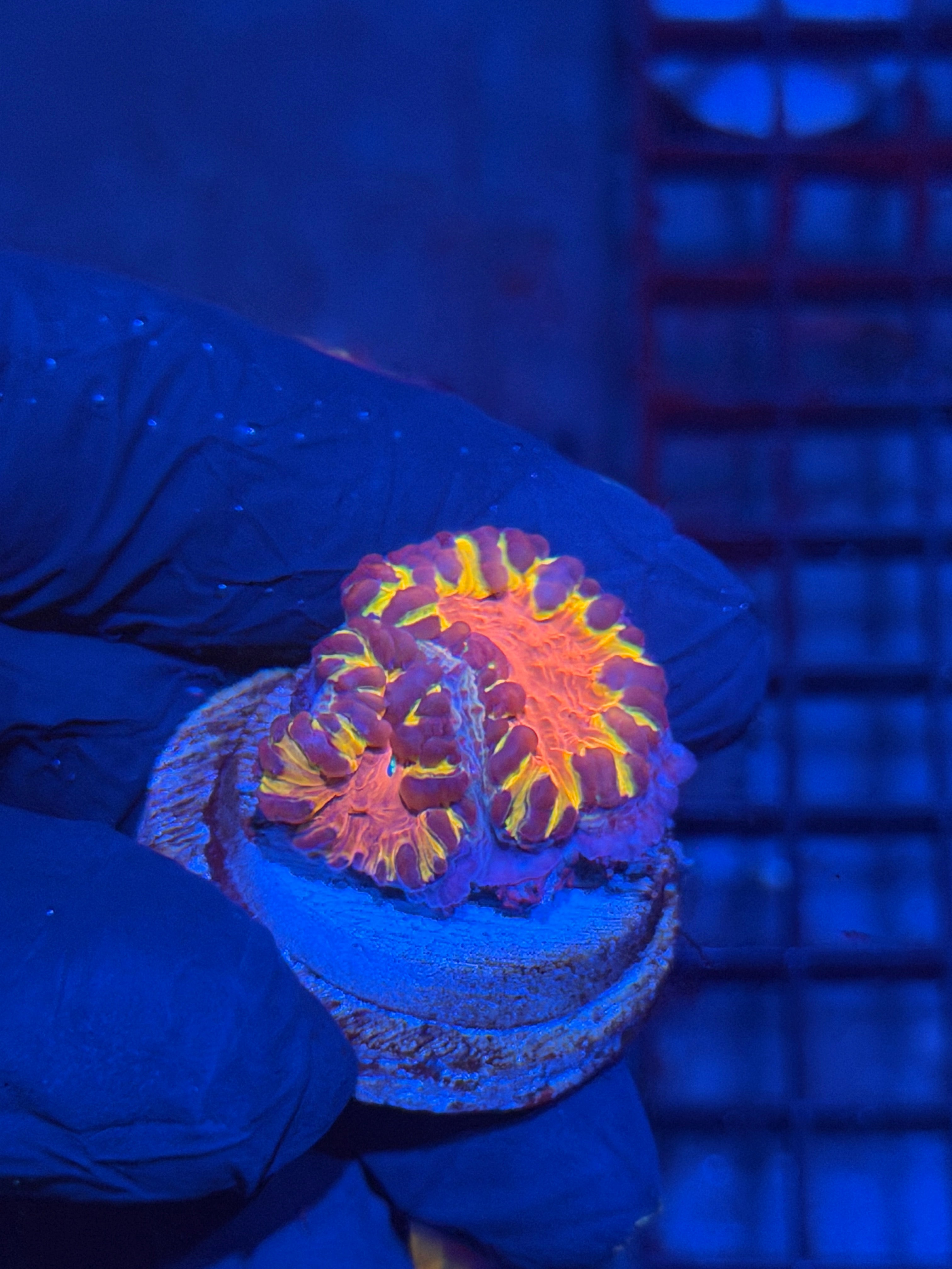 JEA OG Flamethrower Blastomussa Coral 2 Heads * LAST FRAG * 12/1