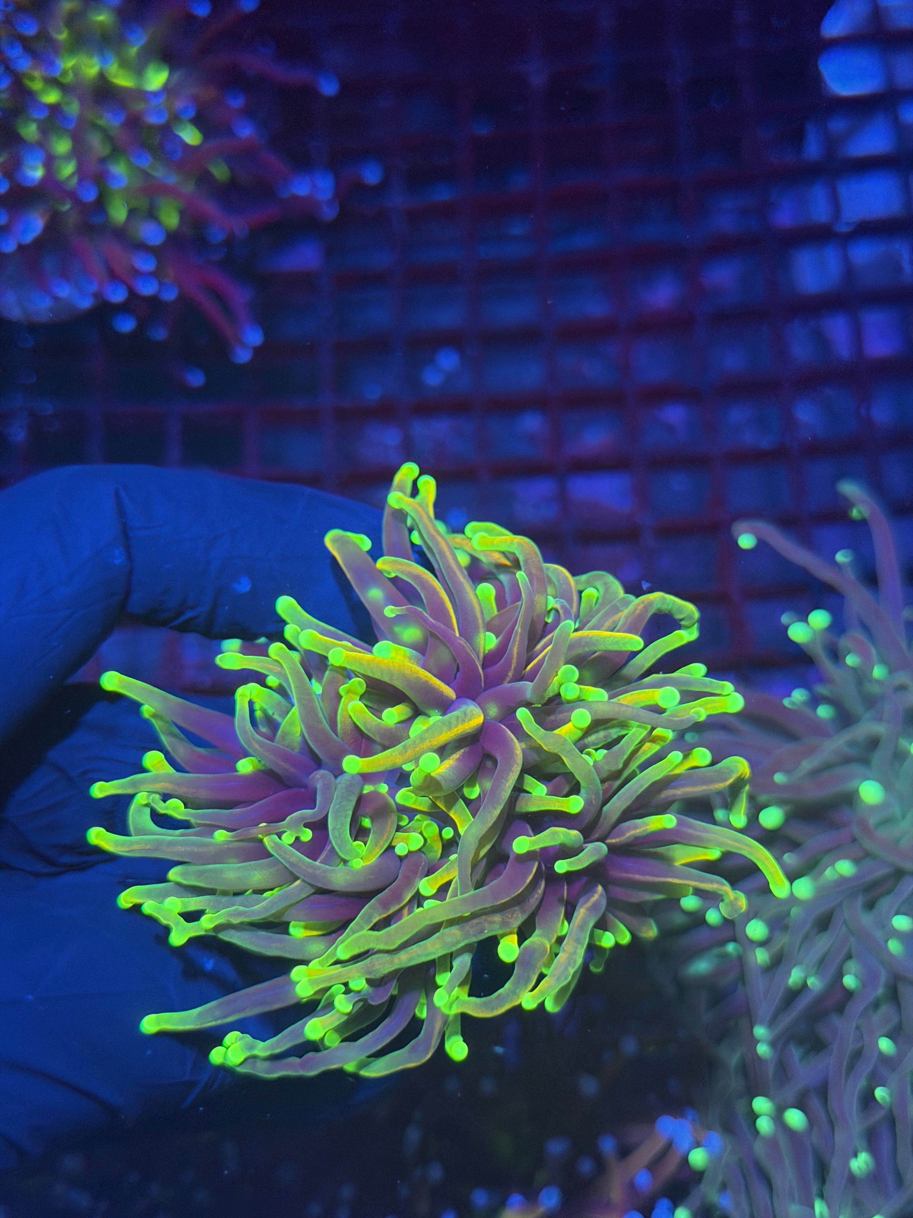 JEA Dragon Fire torch Coral 3 Heads Splitting XL