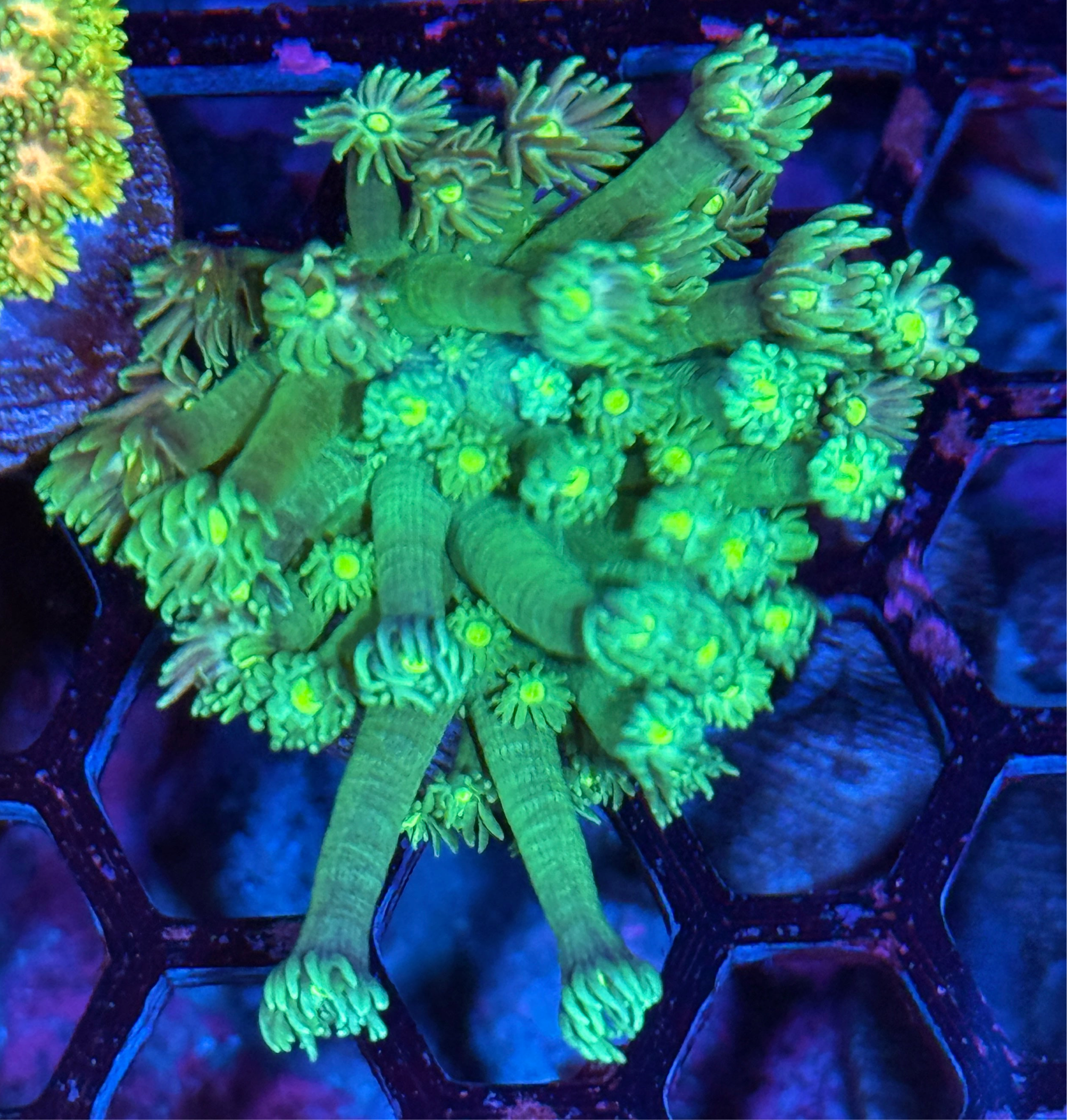 JEA Poison Dart Goniopora Coral XL Frag