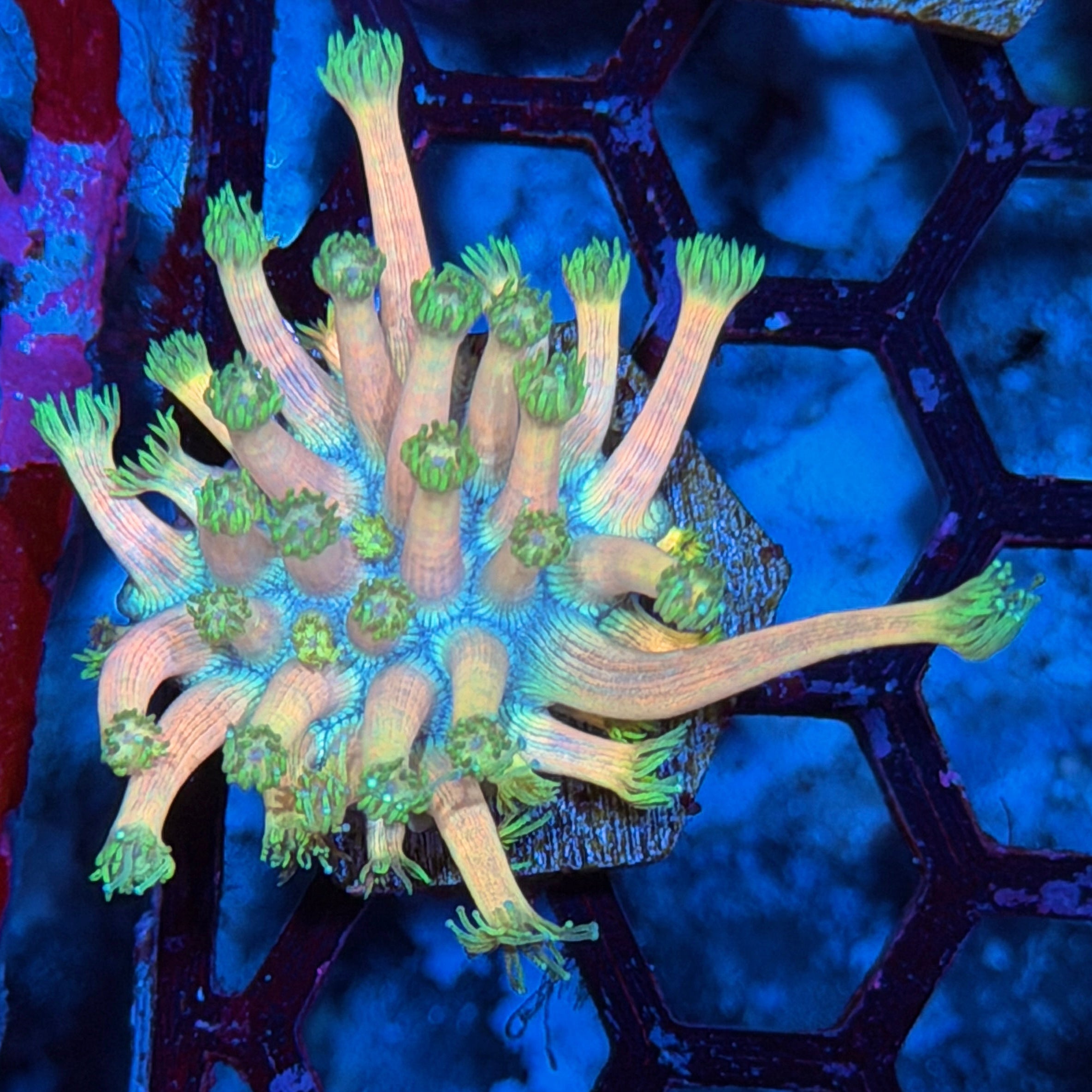 Jay's Exotic Corals