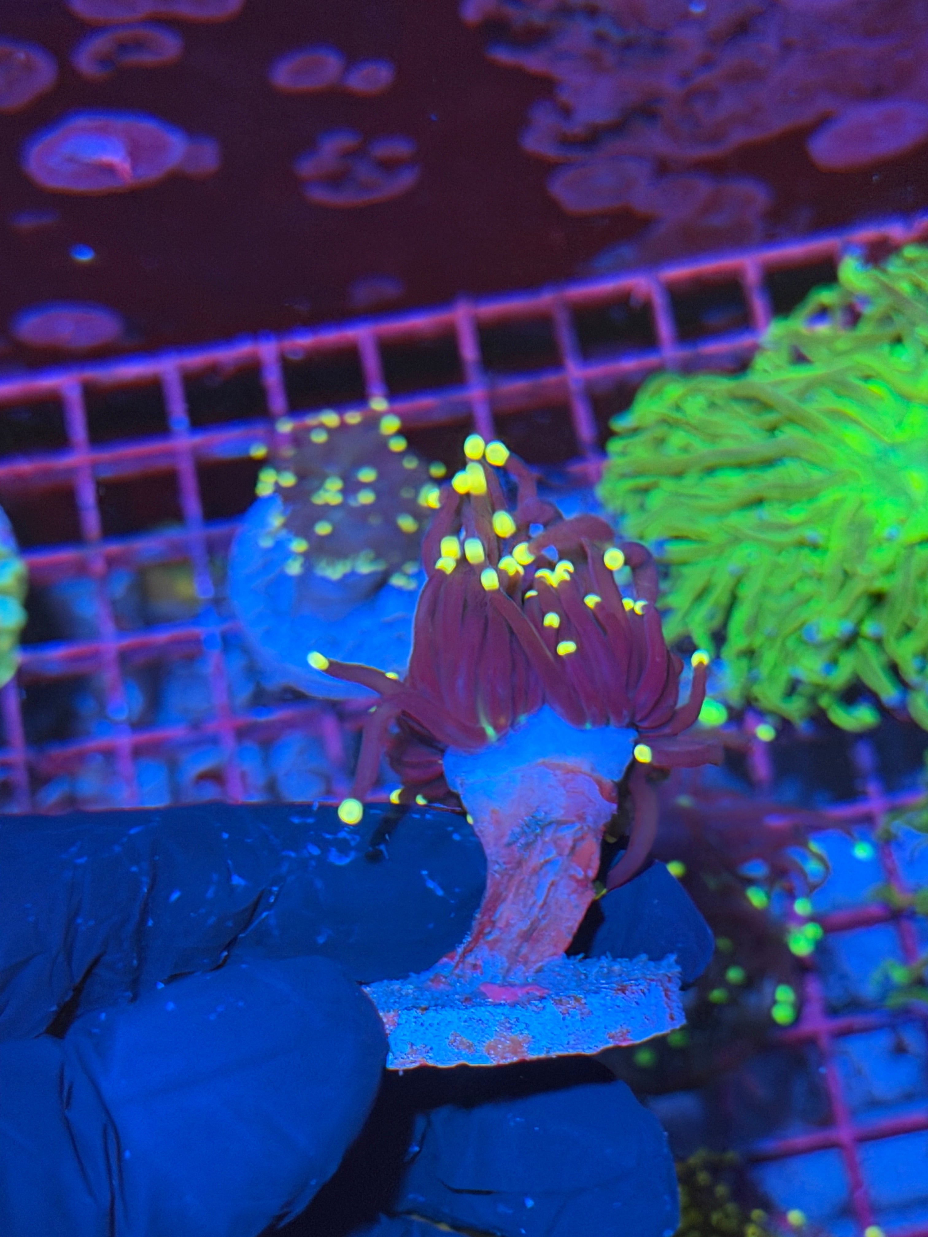 JEA Joker Torch Coral Splitting to 2 XL 7/14