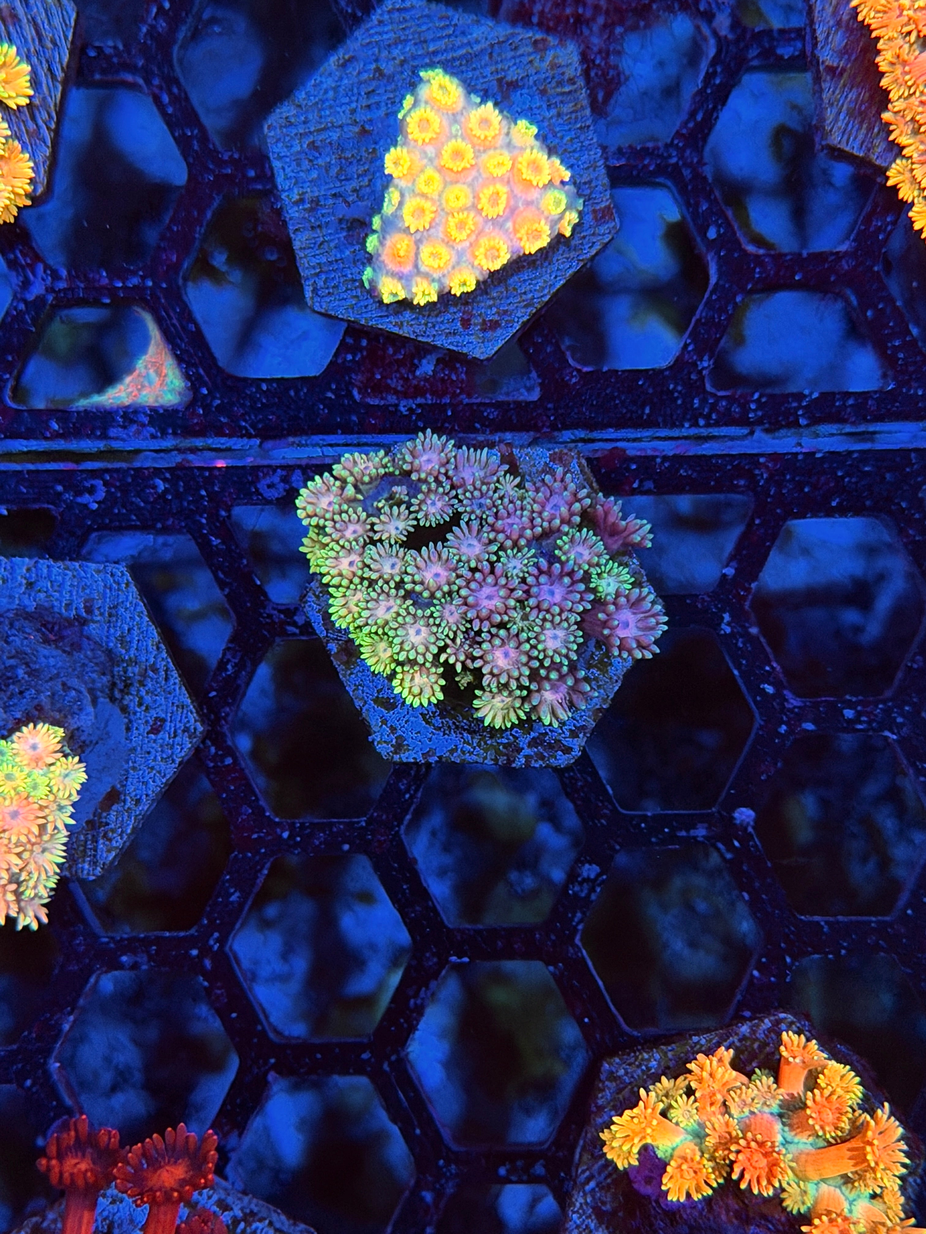 JEA Magneto Goniopora Coral