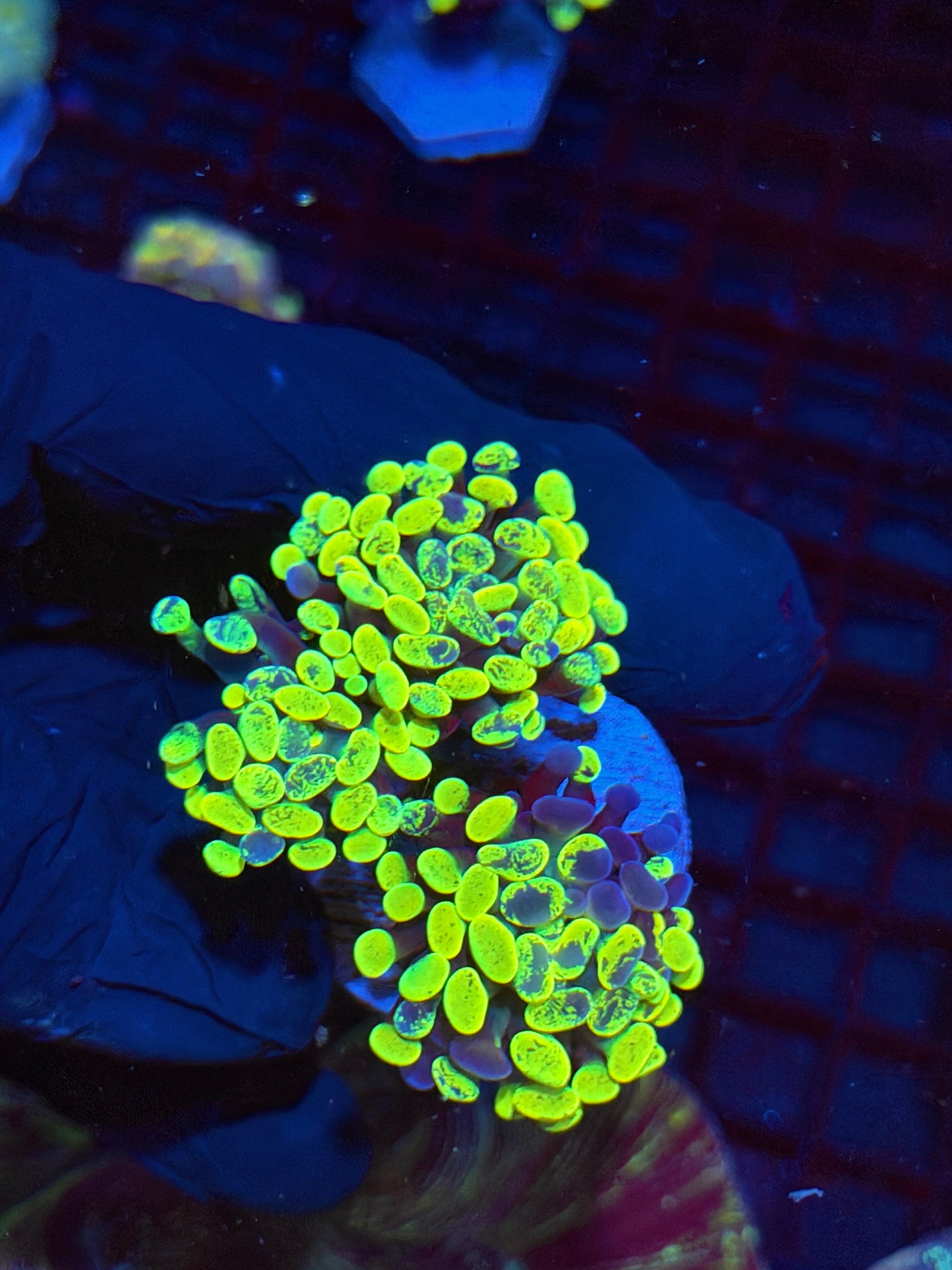 JEA Zeus’ Wrath Hammer Coral Grafted 3 Heads Splitting Xl