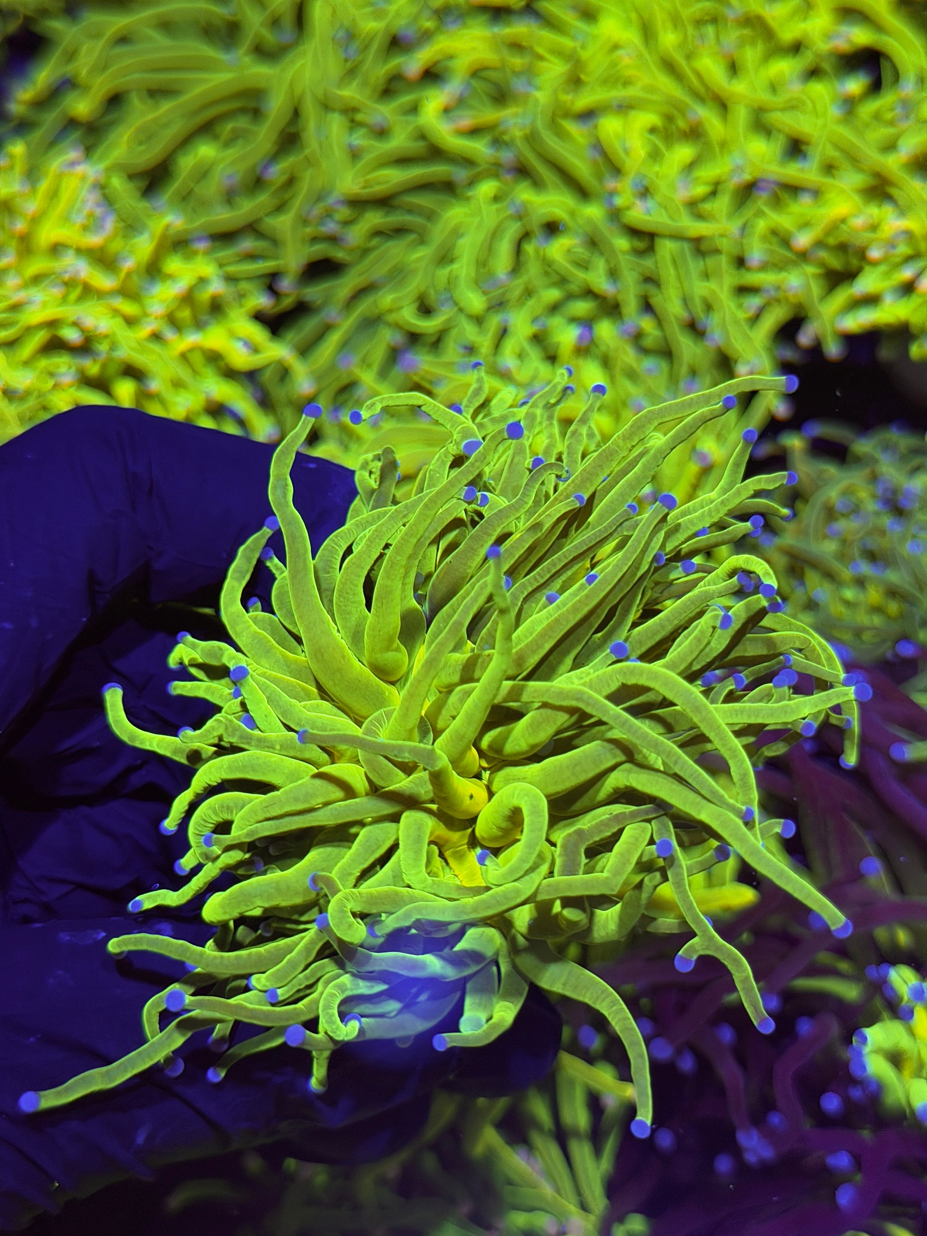 JEA 24K Holy Grail Torch Coral 1 XXL Head Splitting to 3