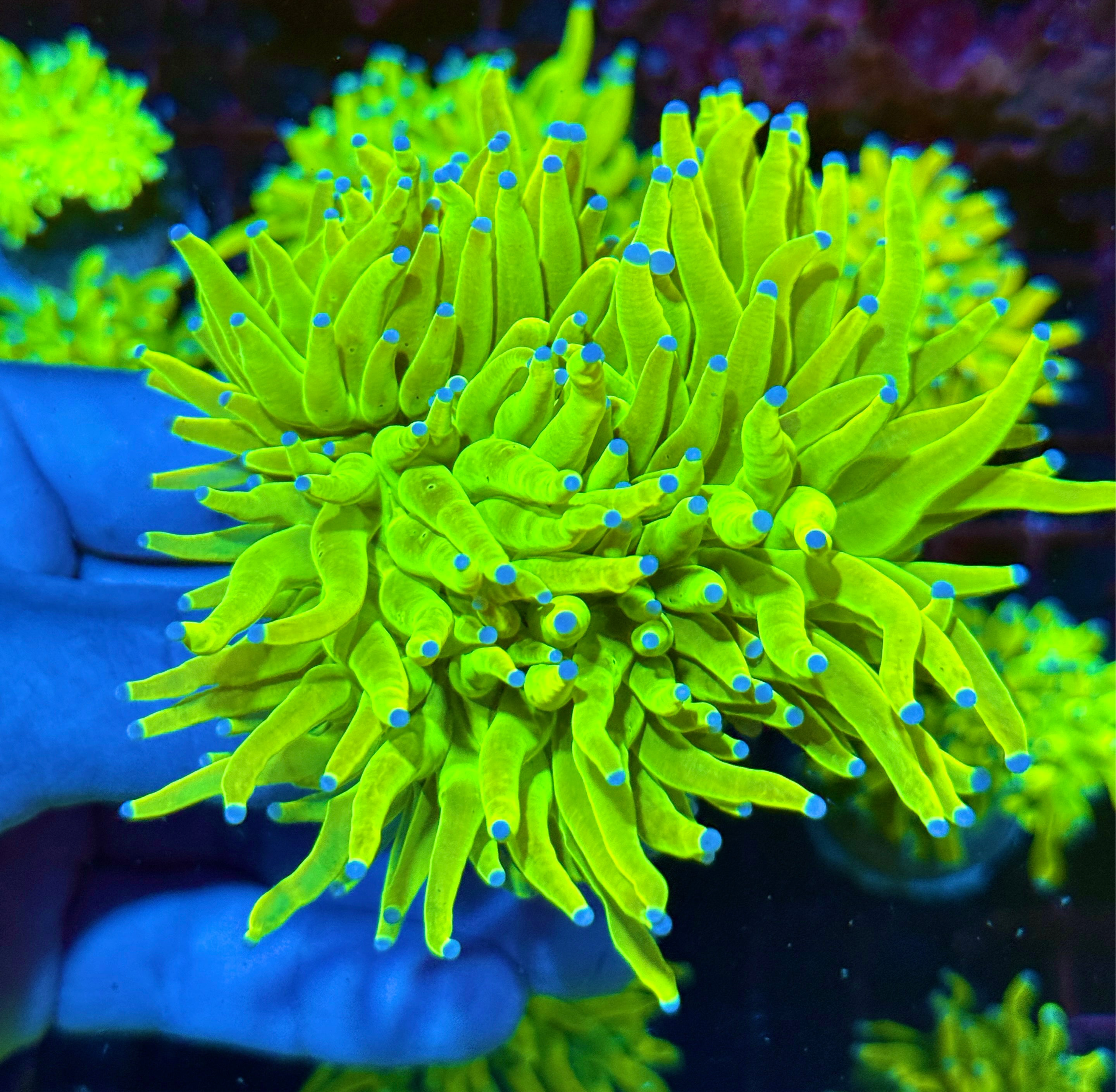 JEA Holy Grail Torch Coral 3 XL Heads Show Piece