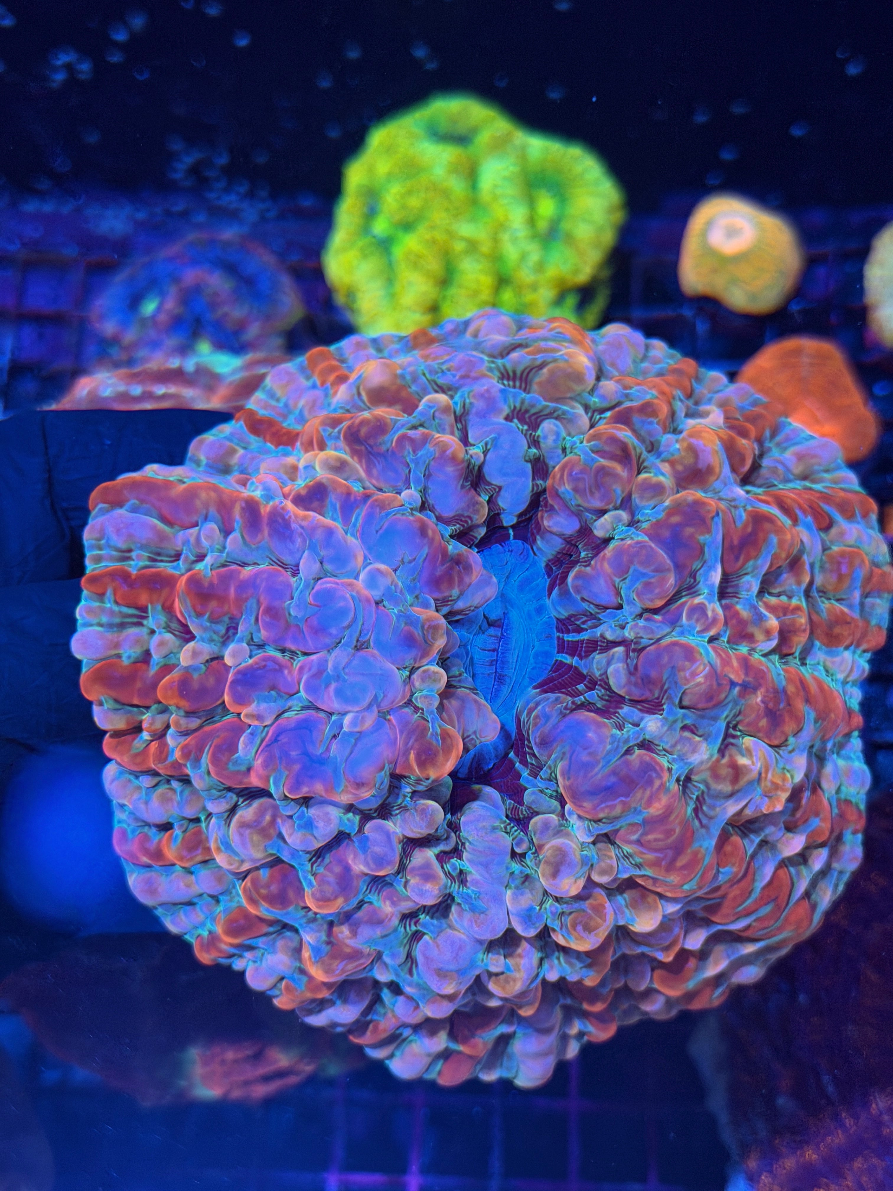 Rainbow Indophyllia Meat Coral XL Bouncing