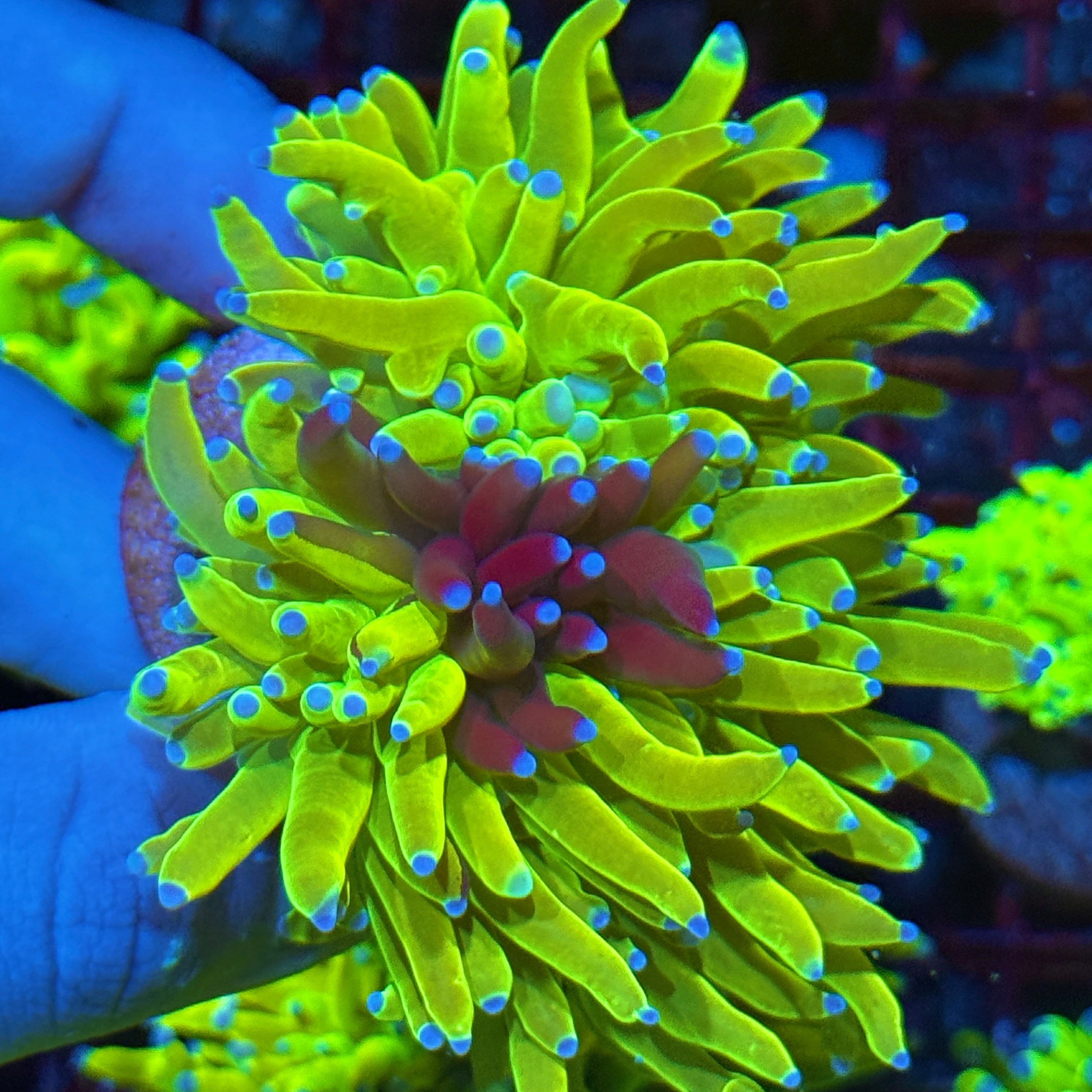 JEA Grafted Holy Grail Torch Coral 2 XL Heads