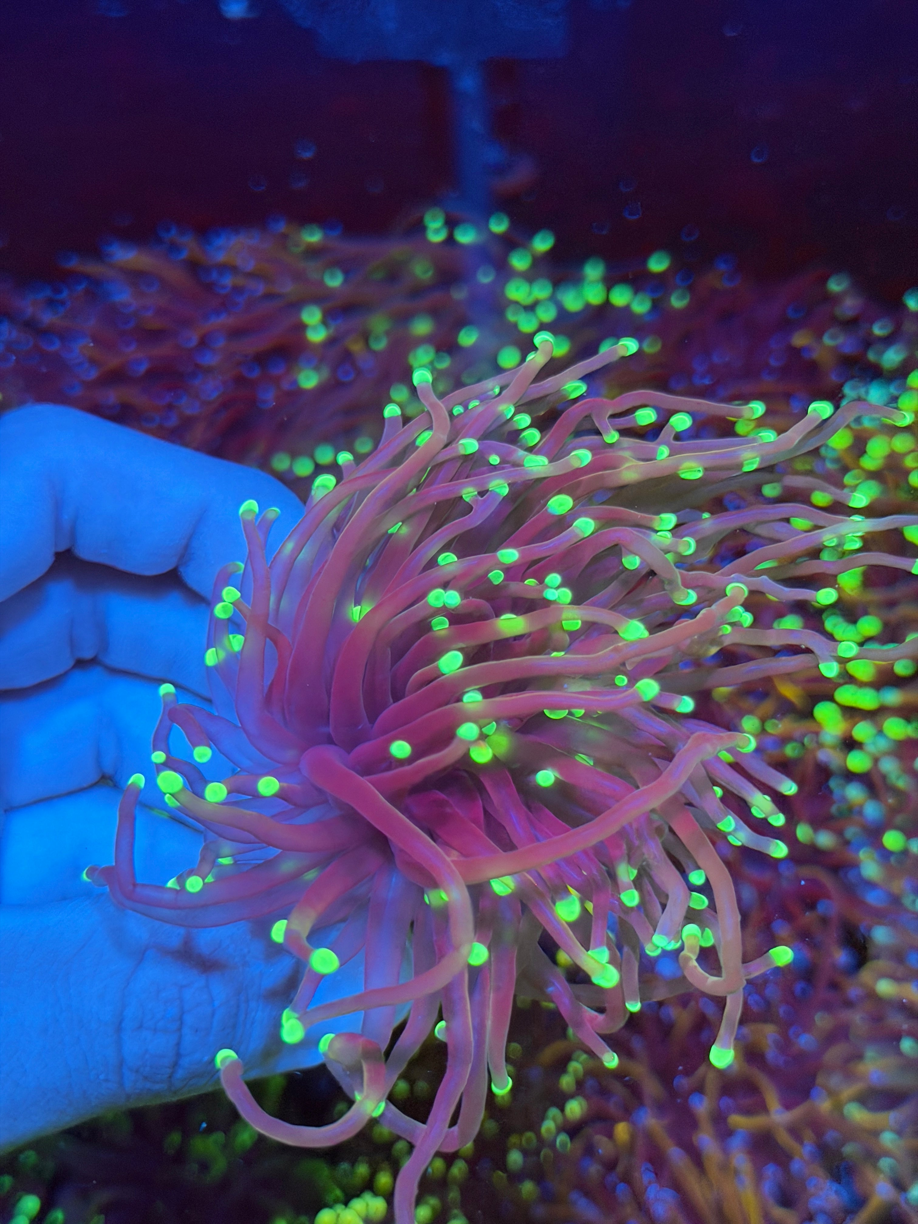JEA Medusa Torch Coral 1 XL Head Splitting 9/6