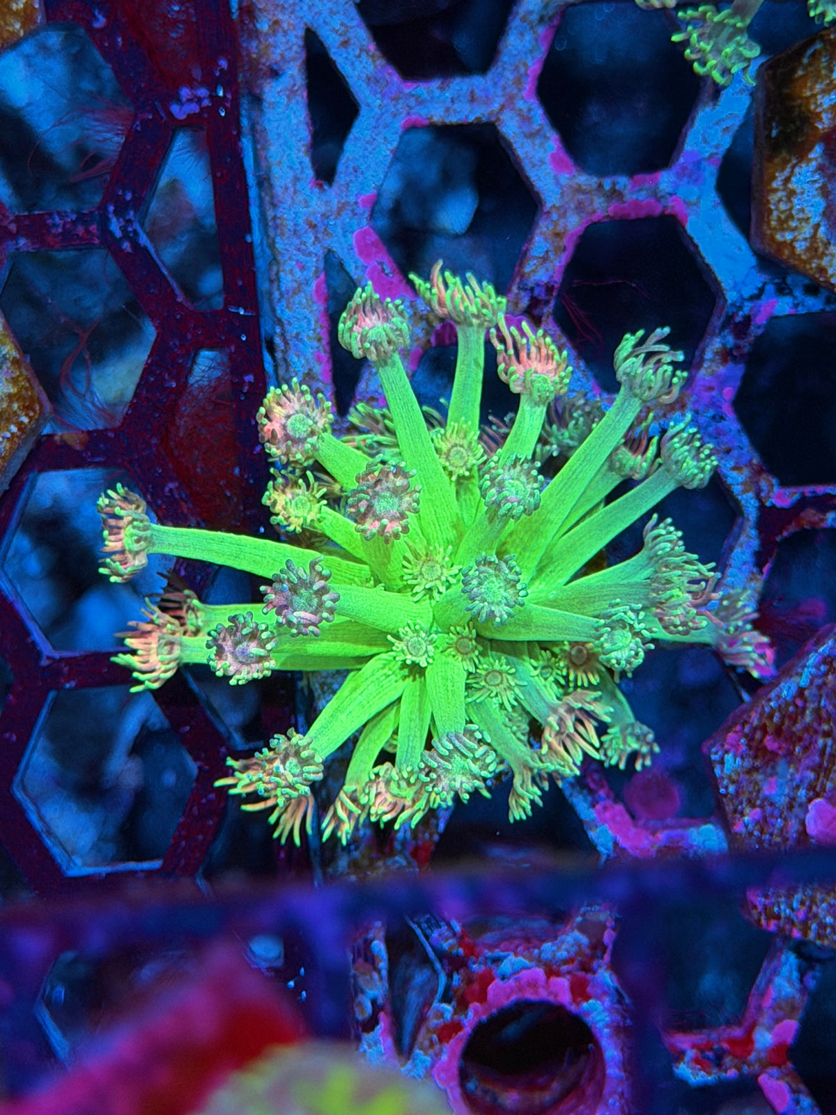 JEA Willy Wonka Goniopora Coral Grafted Pink Tips 10/25
