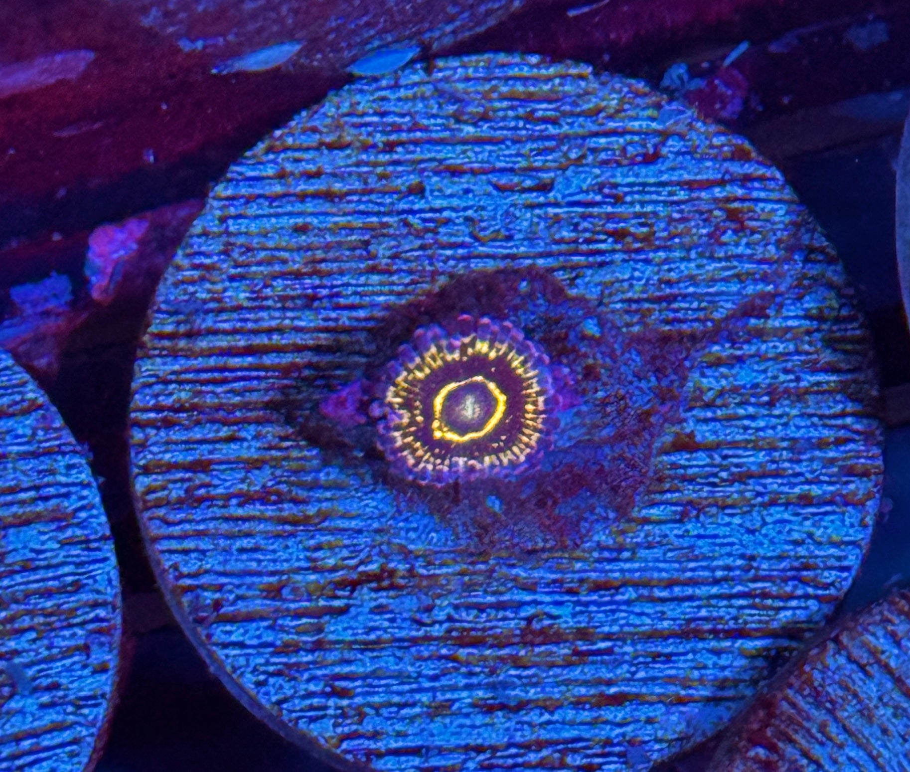 JEA Stratosphere Zoanthid Coral 1 Polyp