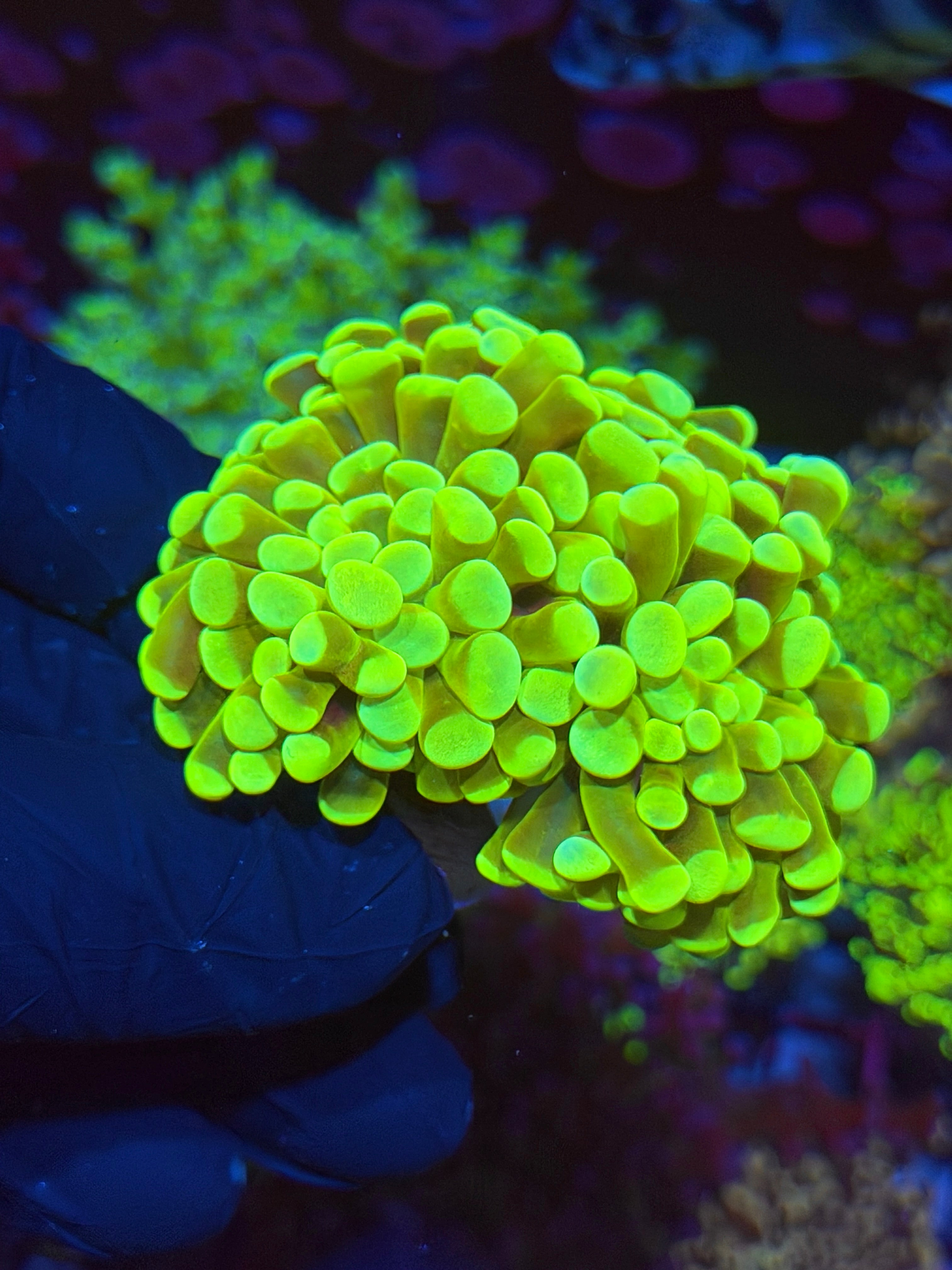 JEA Banana Hammer Coral Mini Colony XXL BRIGHT 6/4