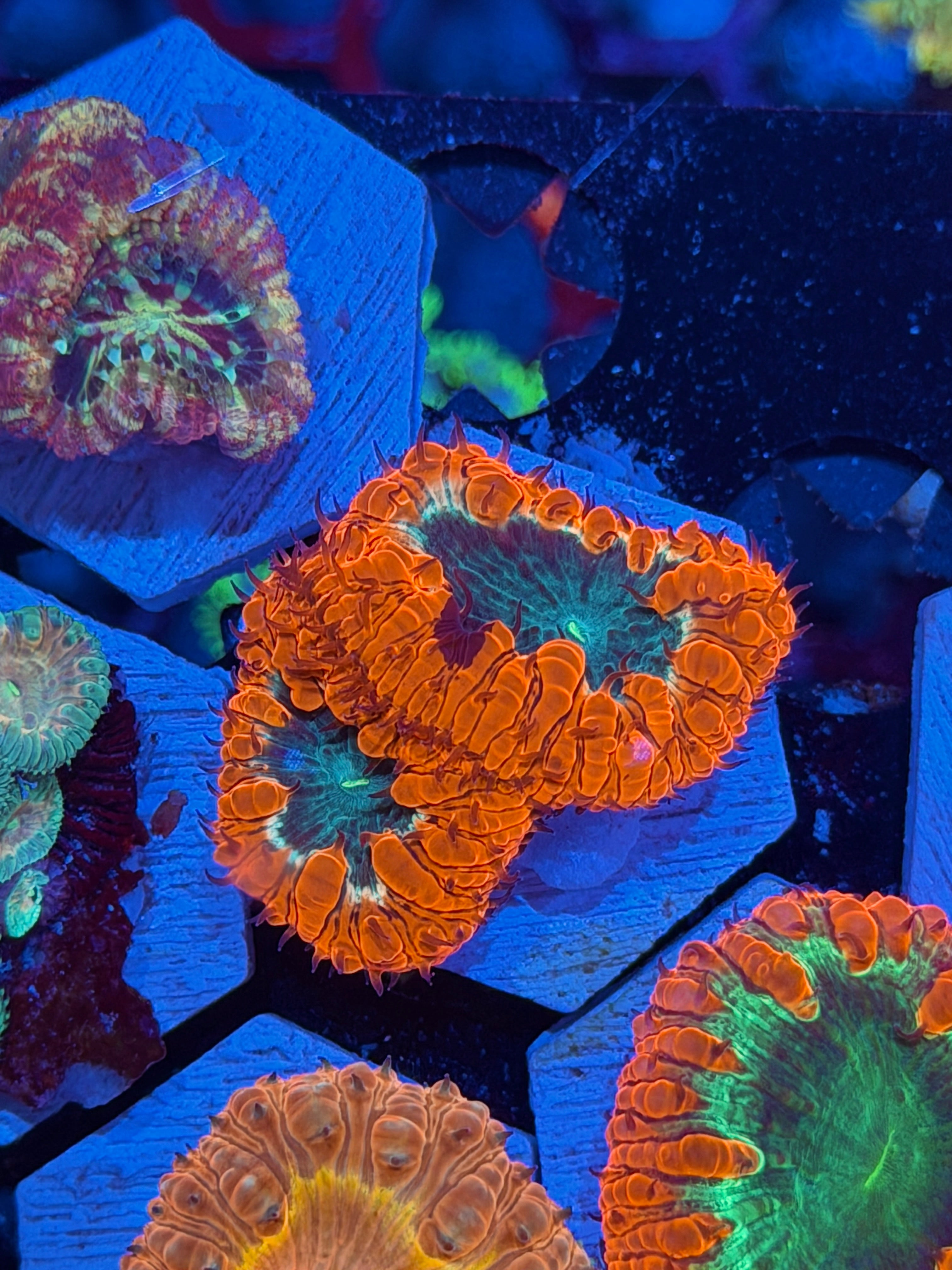 JEA Dante’s Inferno Blastomussa Coral 2 Heads XL *New Release* BRIGHT