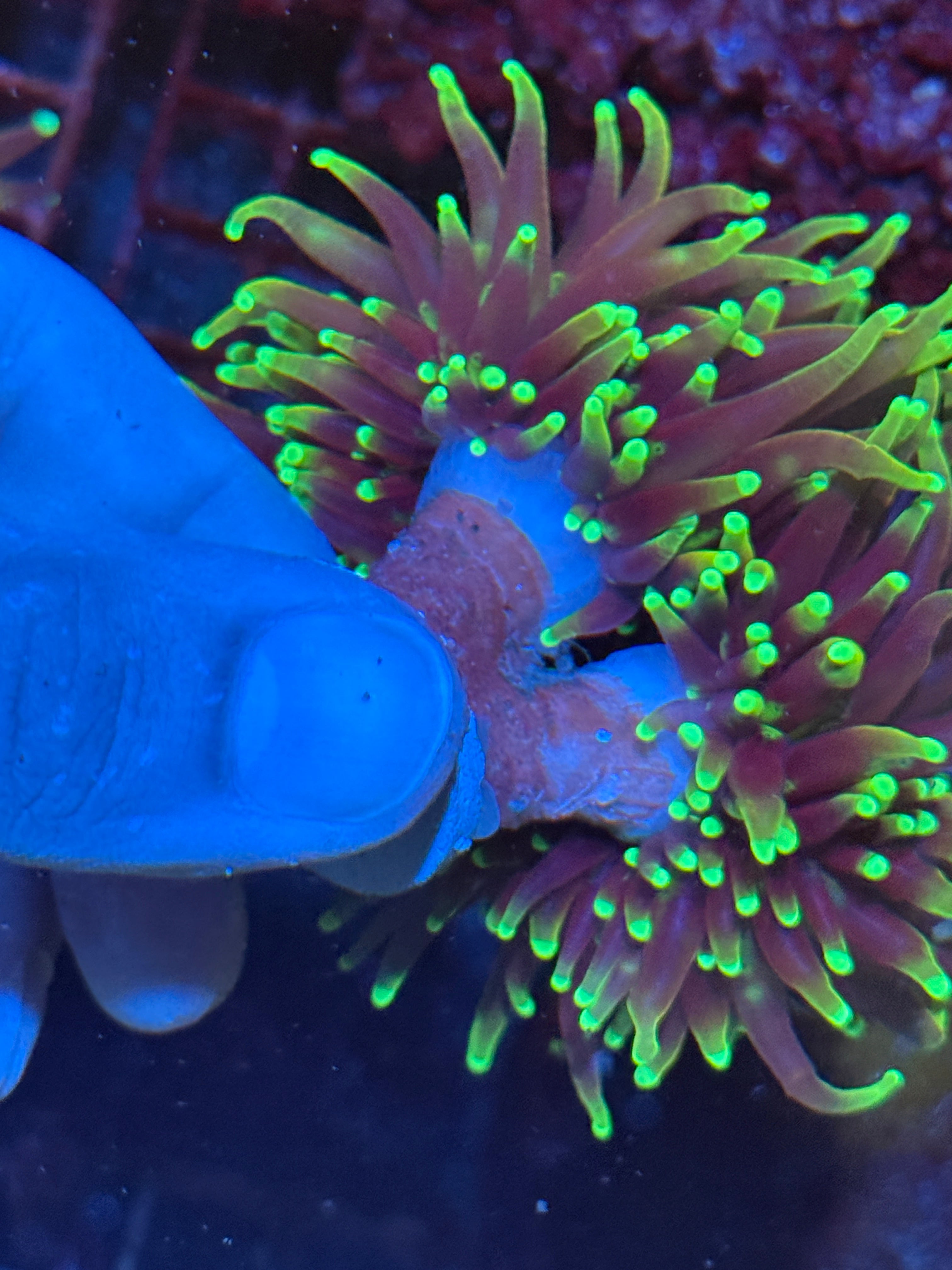 JEA OG Dragon Soul Green Mouth 2 Heads XXL AQUACULTURED