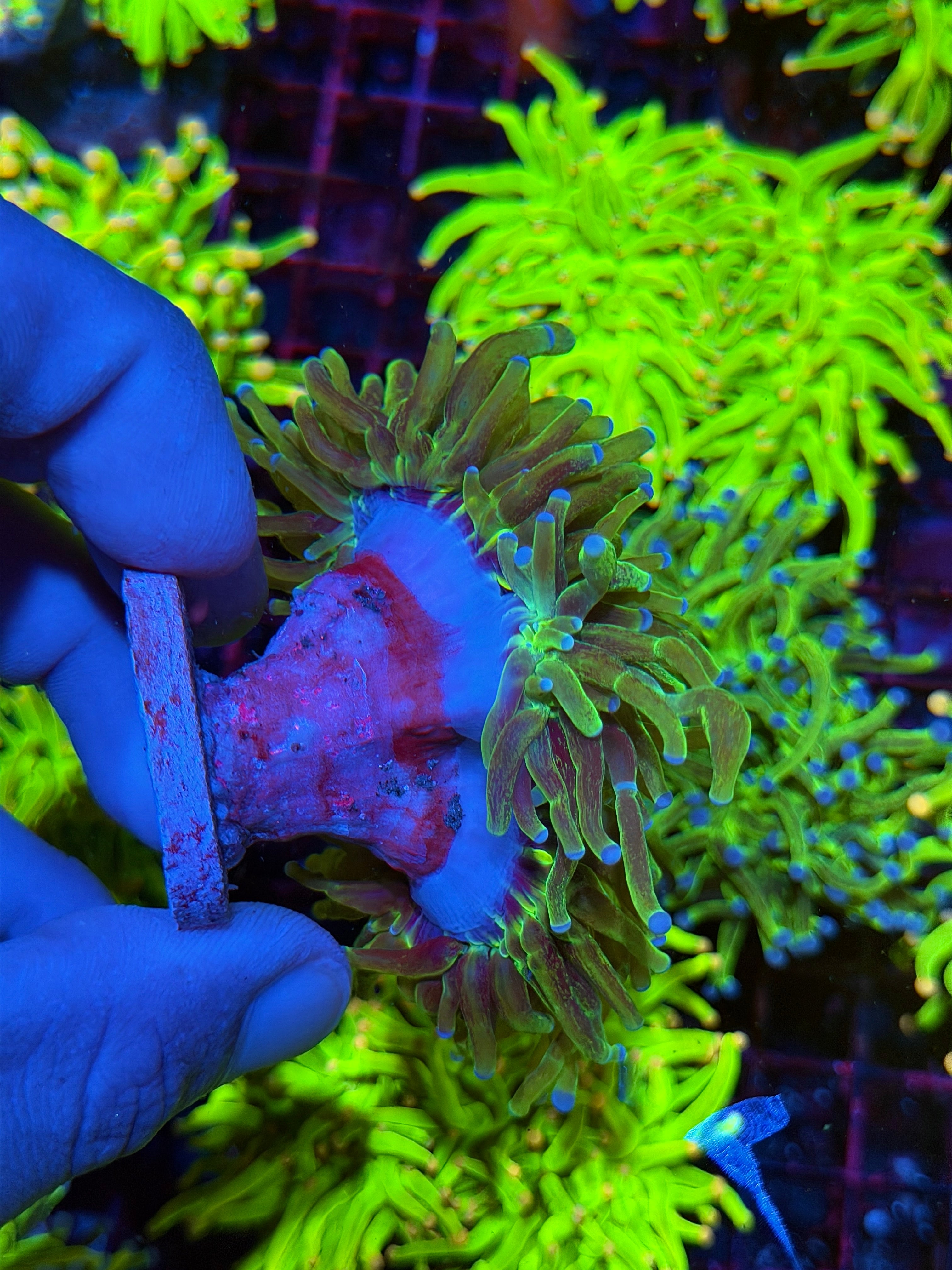 JEA Grafted Holy Grail Torch Coral 2 Heads Splitting to 3 XXL