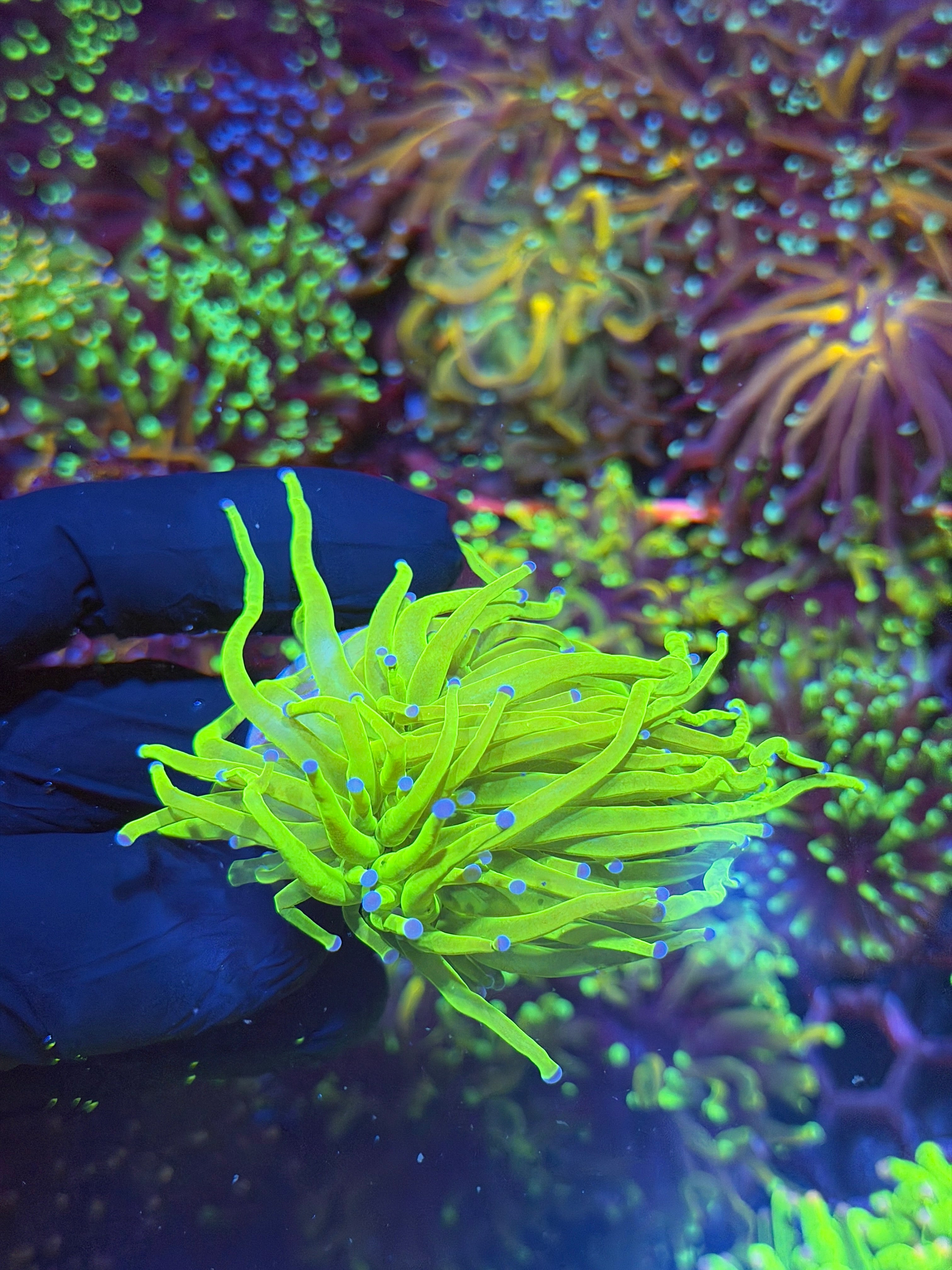 JEA Holy Grail Torch Coral 1 Head 7/9