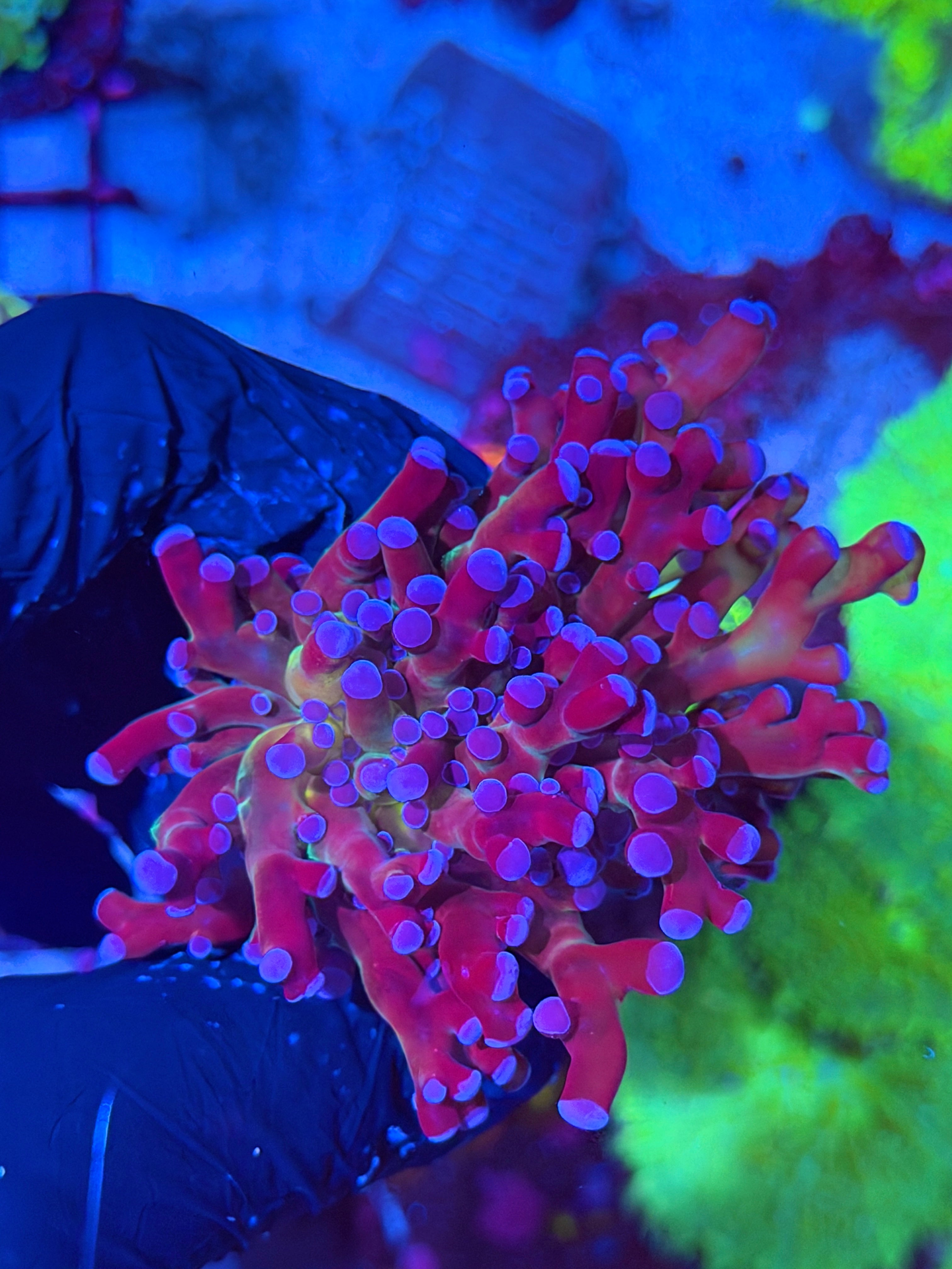 JEA Mardi Gras Frogspawn Coral 1 XL Head