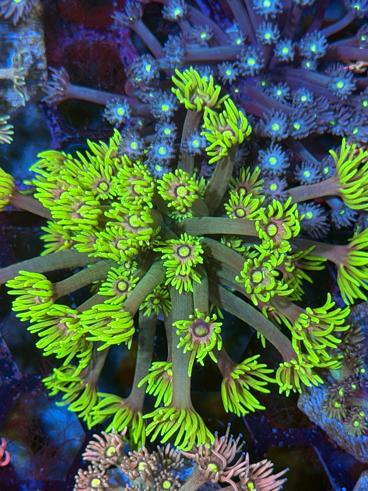 JEA Interstellar Goniopora Coral 9/27