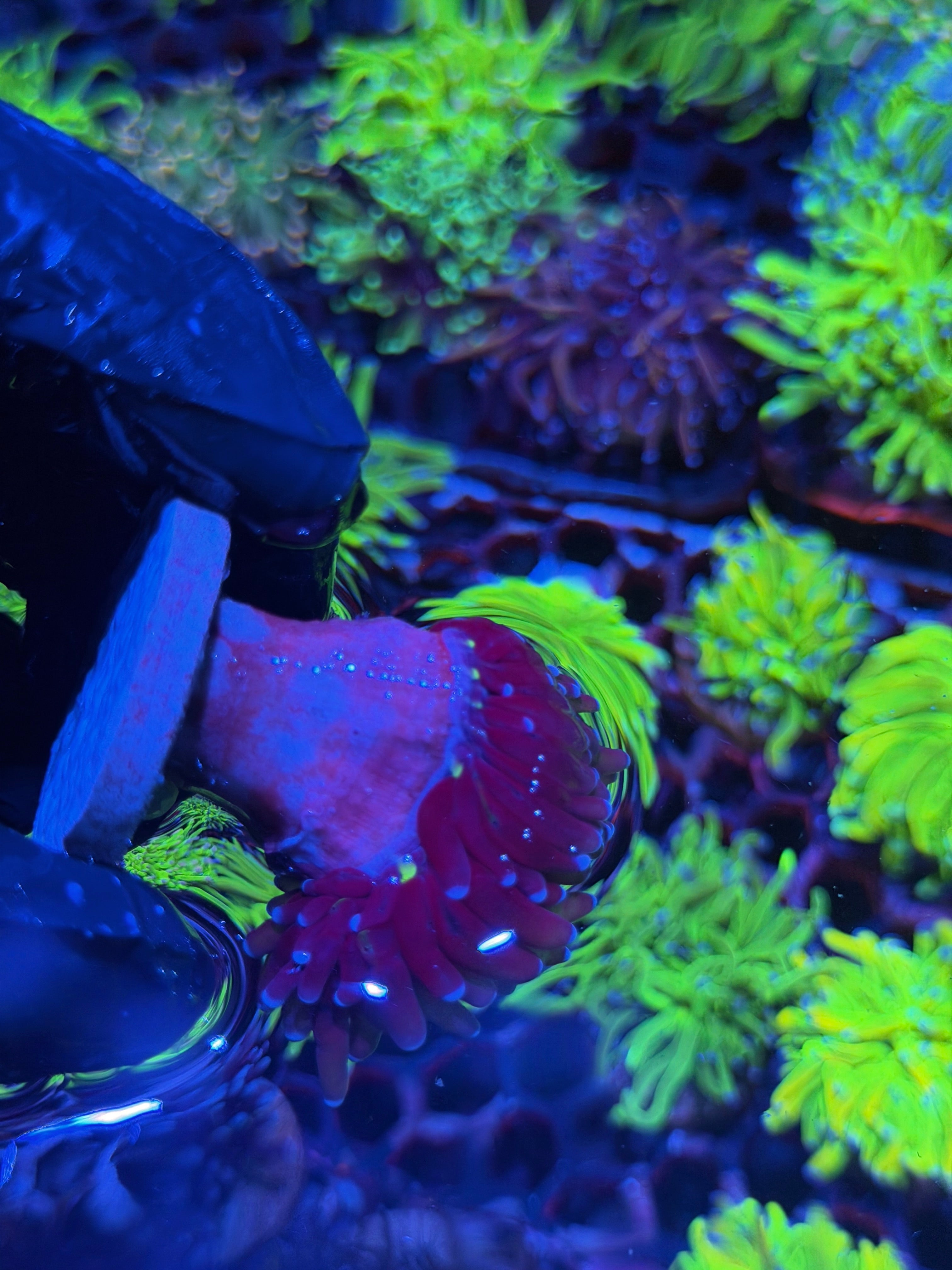 JEA Death Star Grail Torch Coral 1 XL Head Splitting
