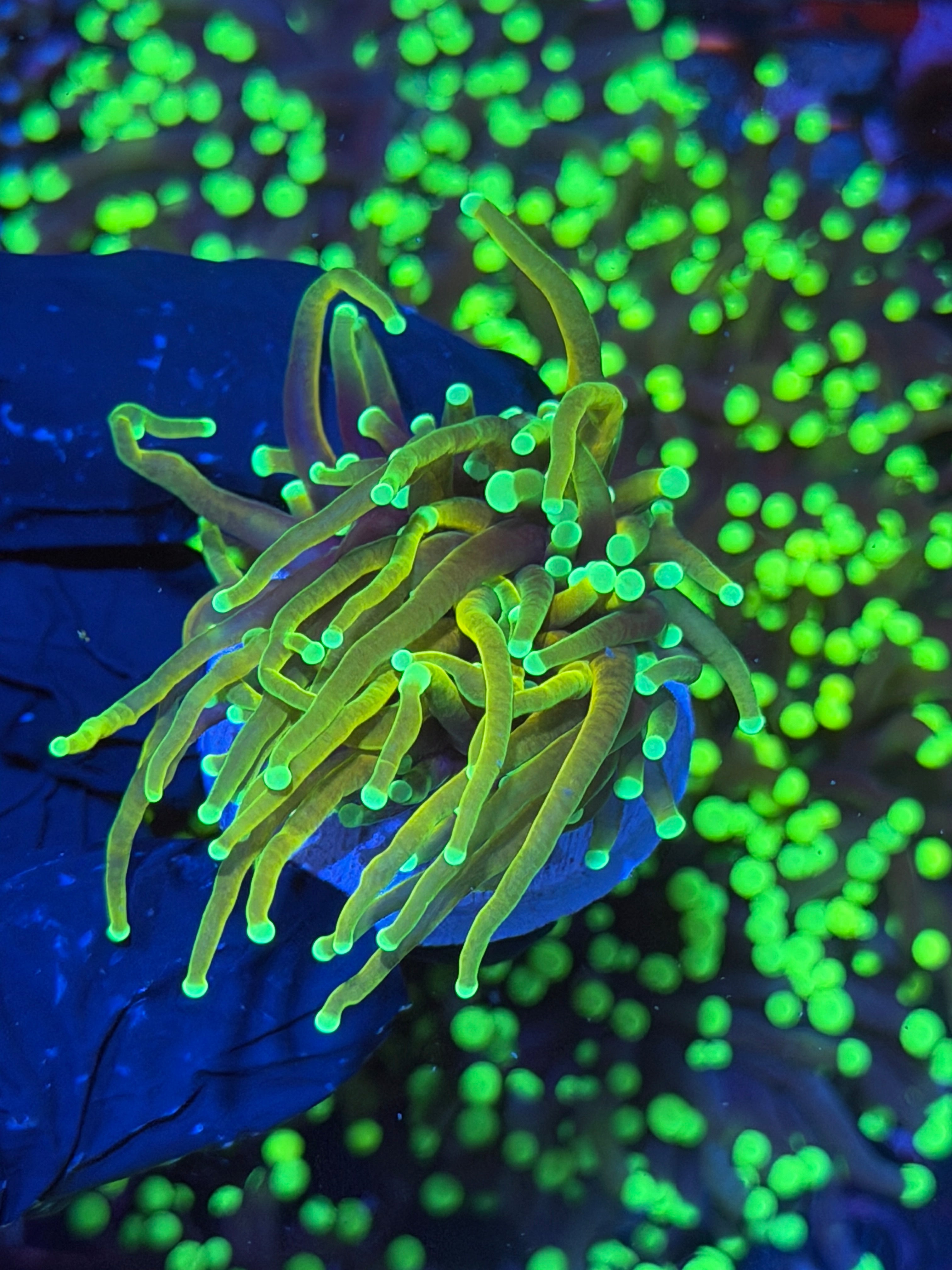 JEA Dragon Soul Torch Coral 1 Head