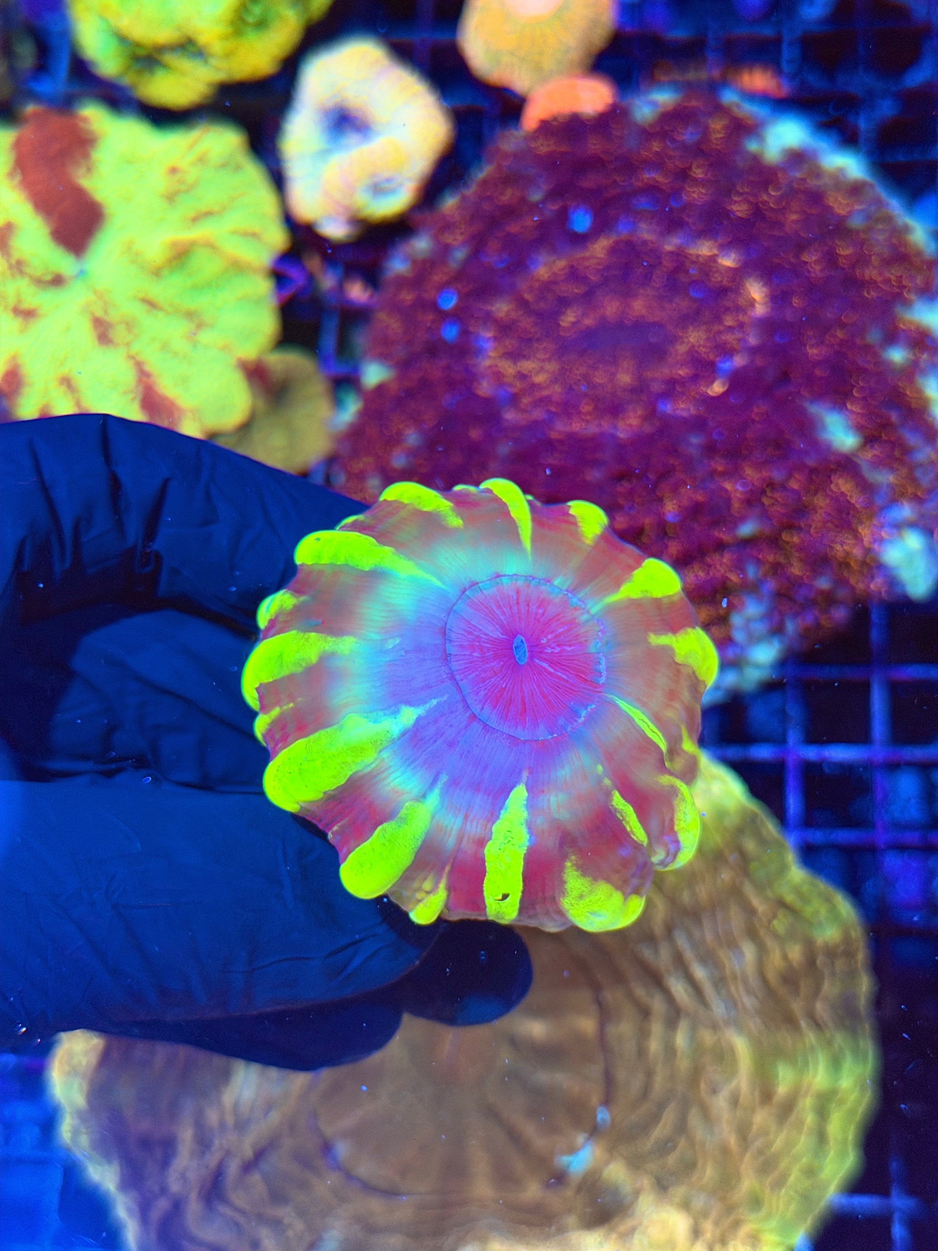 Insane Unique Cynarina Meat Coral RARE