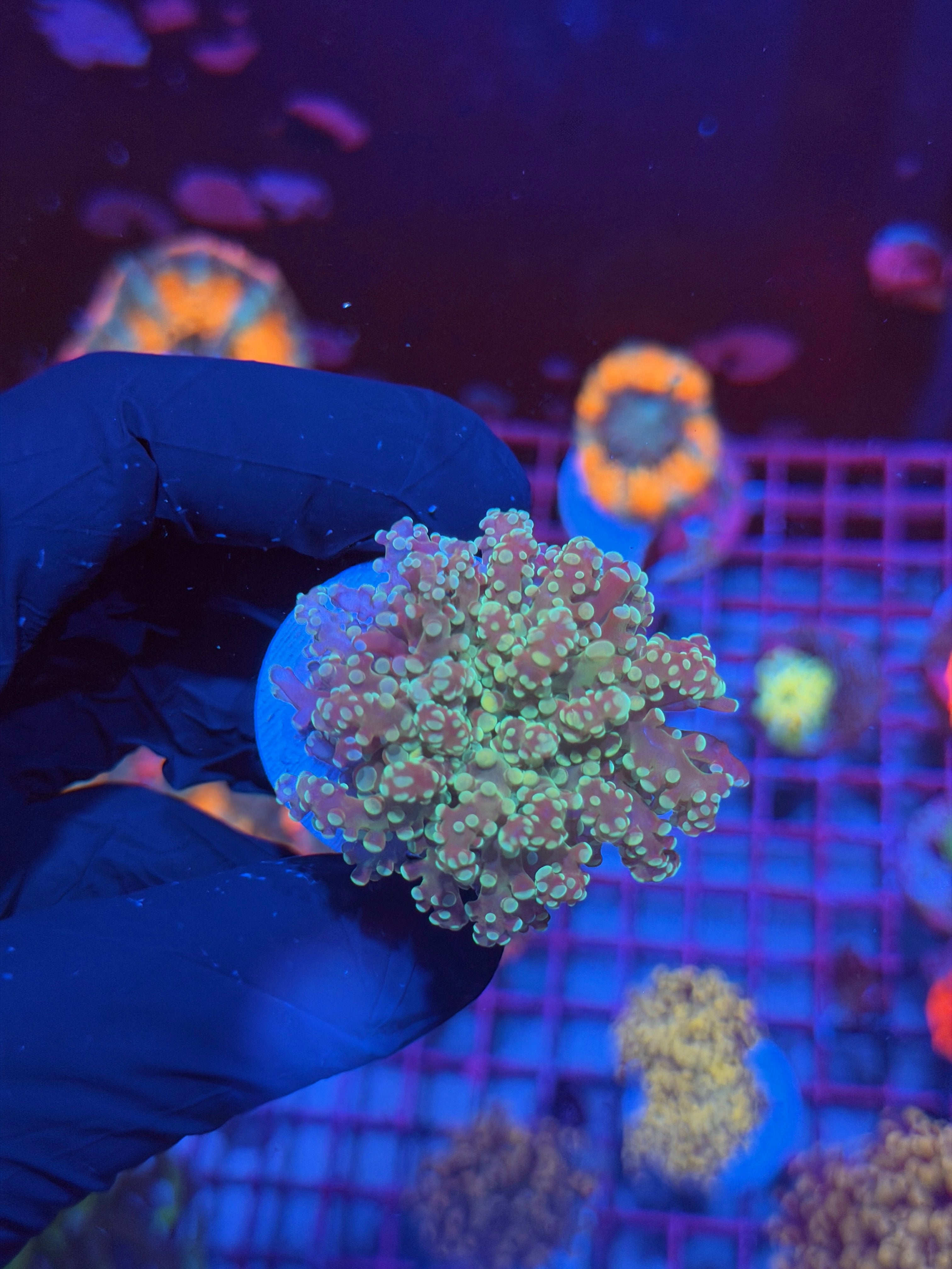 JEA Sour Apple Frogspawn Coral 1 XL Head 7/9