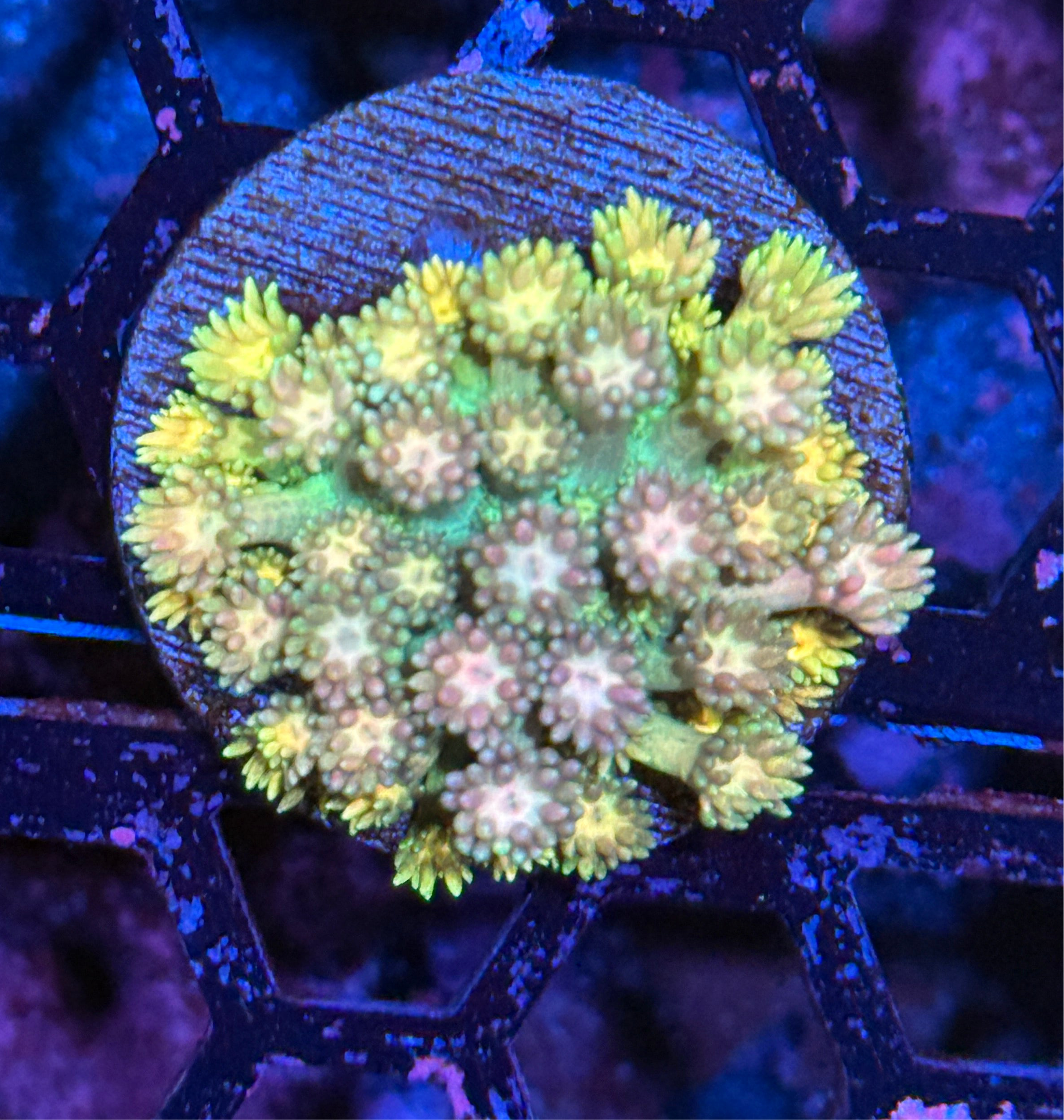 JEA Rainbow Sprinkles Goniopora Coral XL Frag