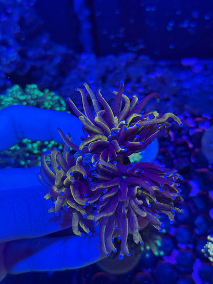 Jay's Exotic Coral Auctions
