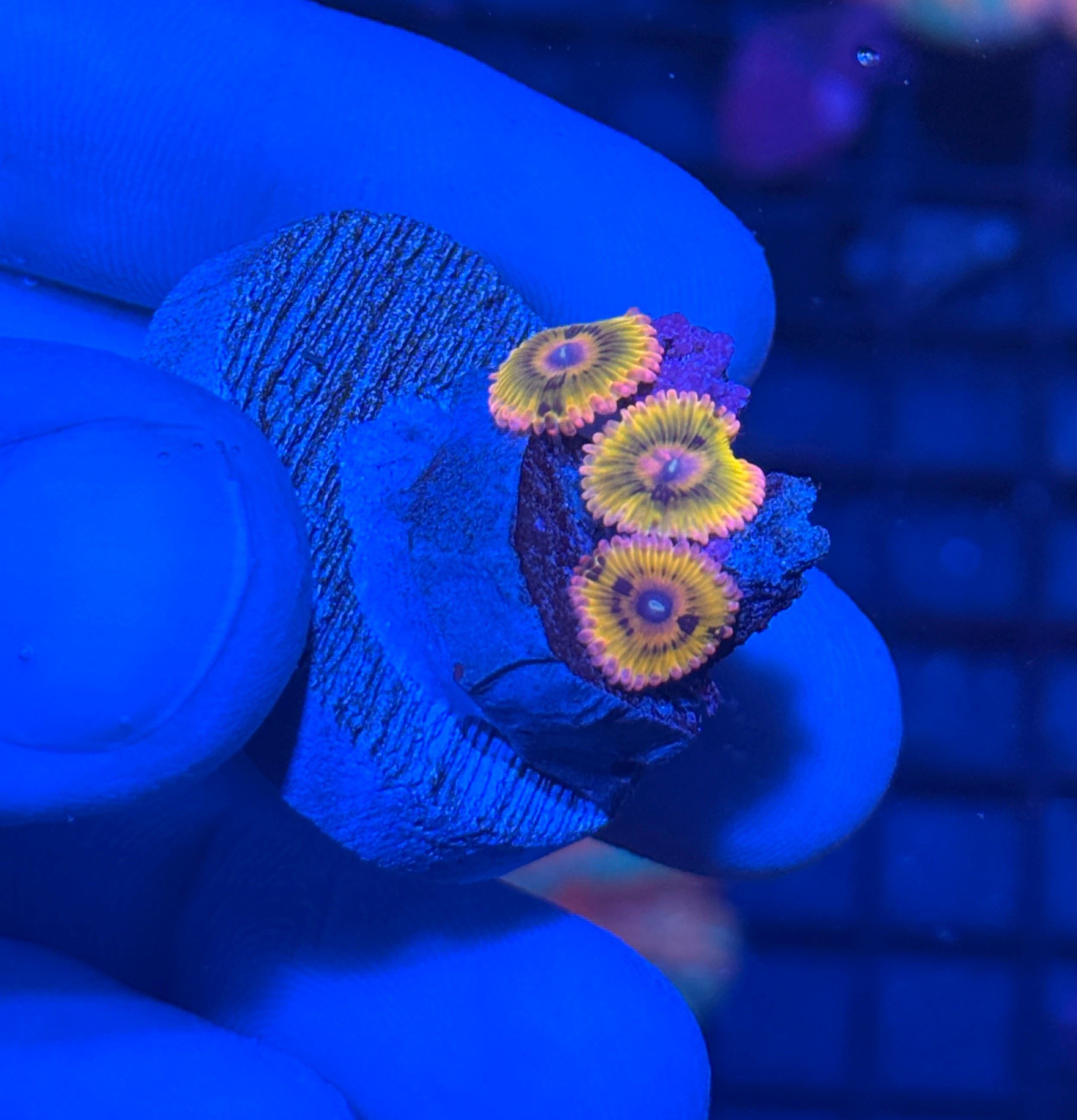 JEA Chiquita Zoanthid Coral 3 Polyps BRIGHT 7/2