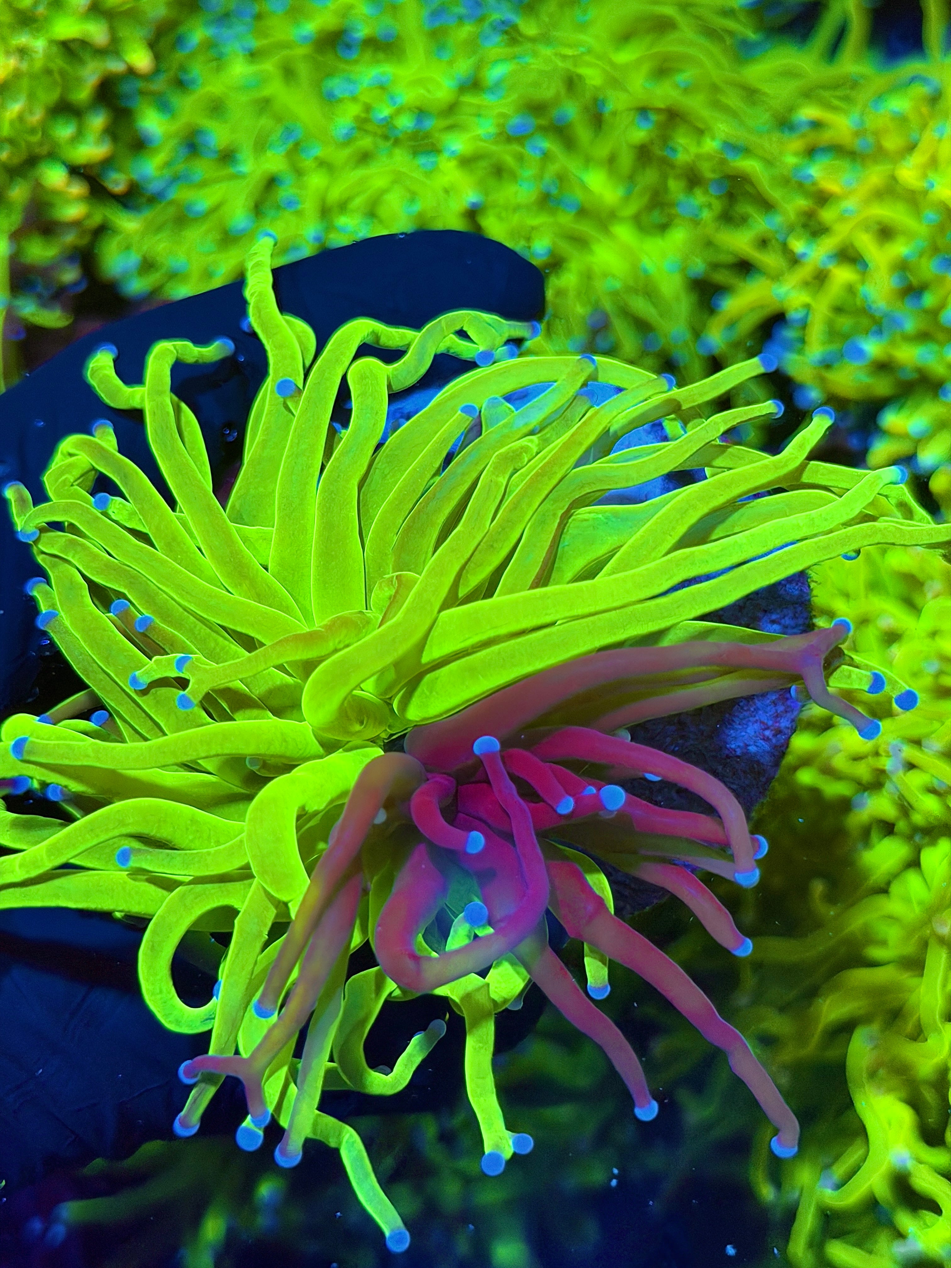 JEA Grafted Holy Grail Torch Coral 1 XXL Head Insane 6/27