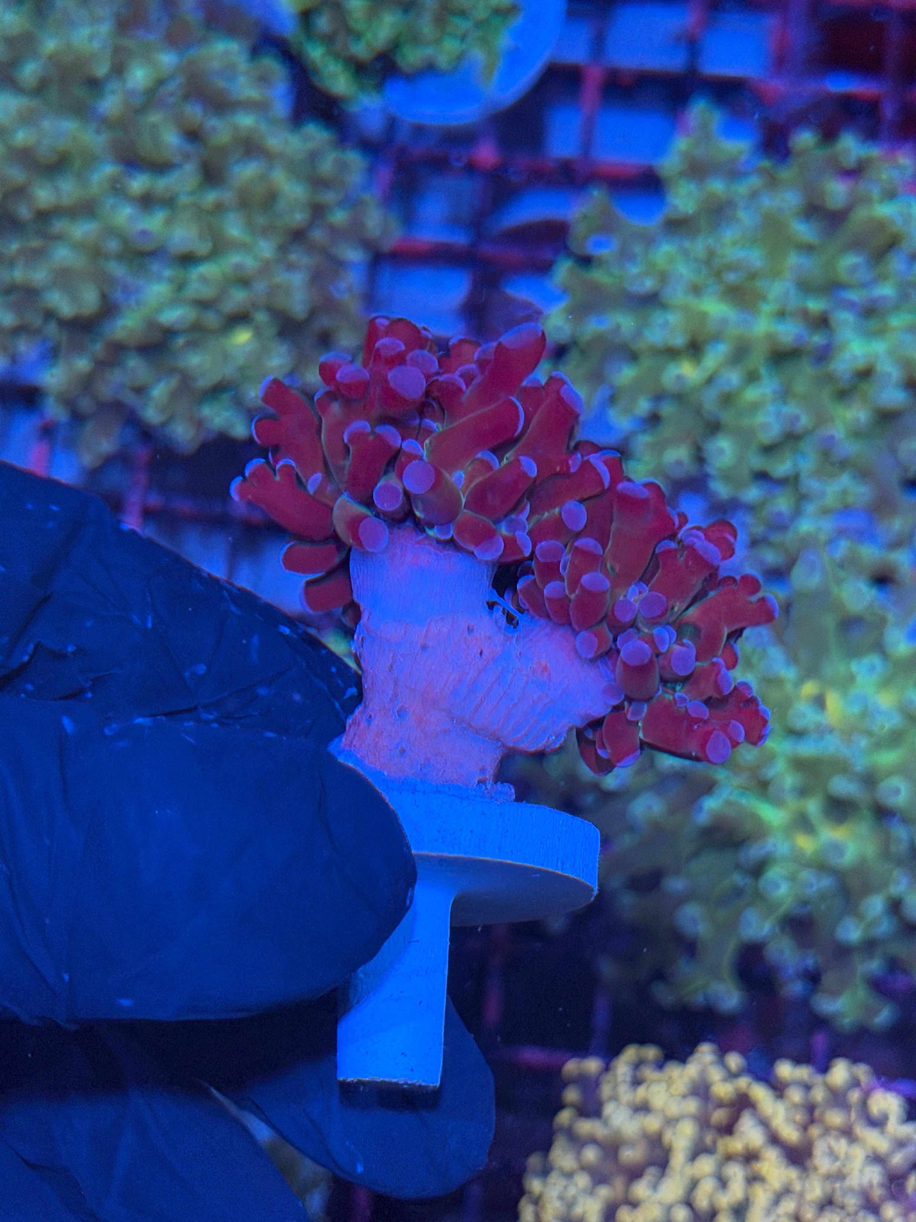 JEA Mardi Gras Frogspawn Coral 2 Heads 8/1