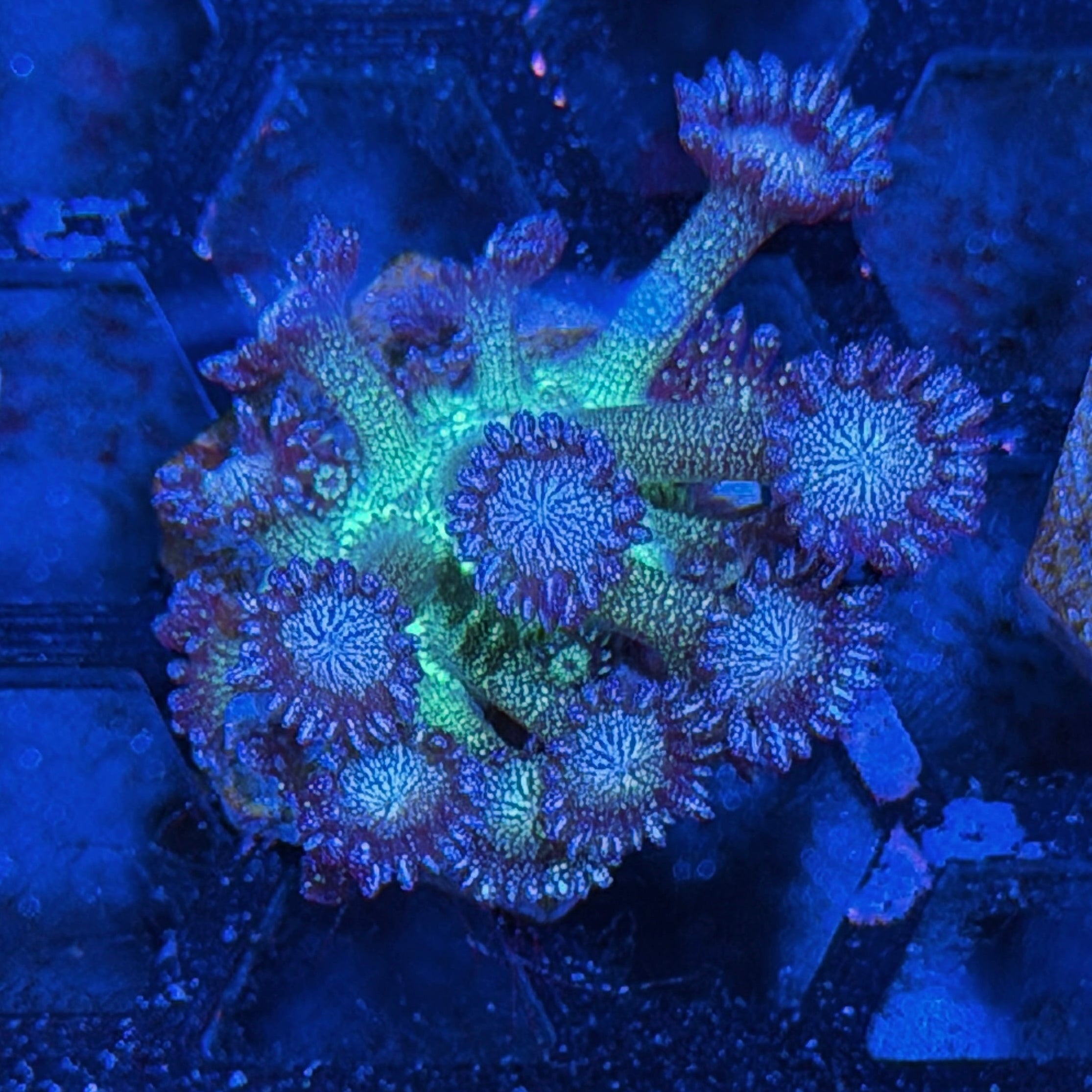 JEA Glitter Frenzy Goniopora Coral 7/31