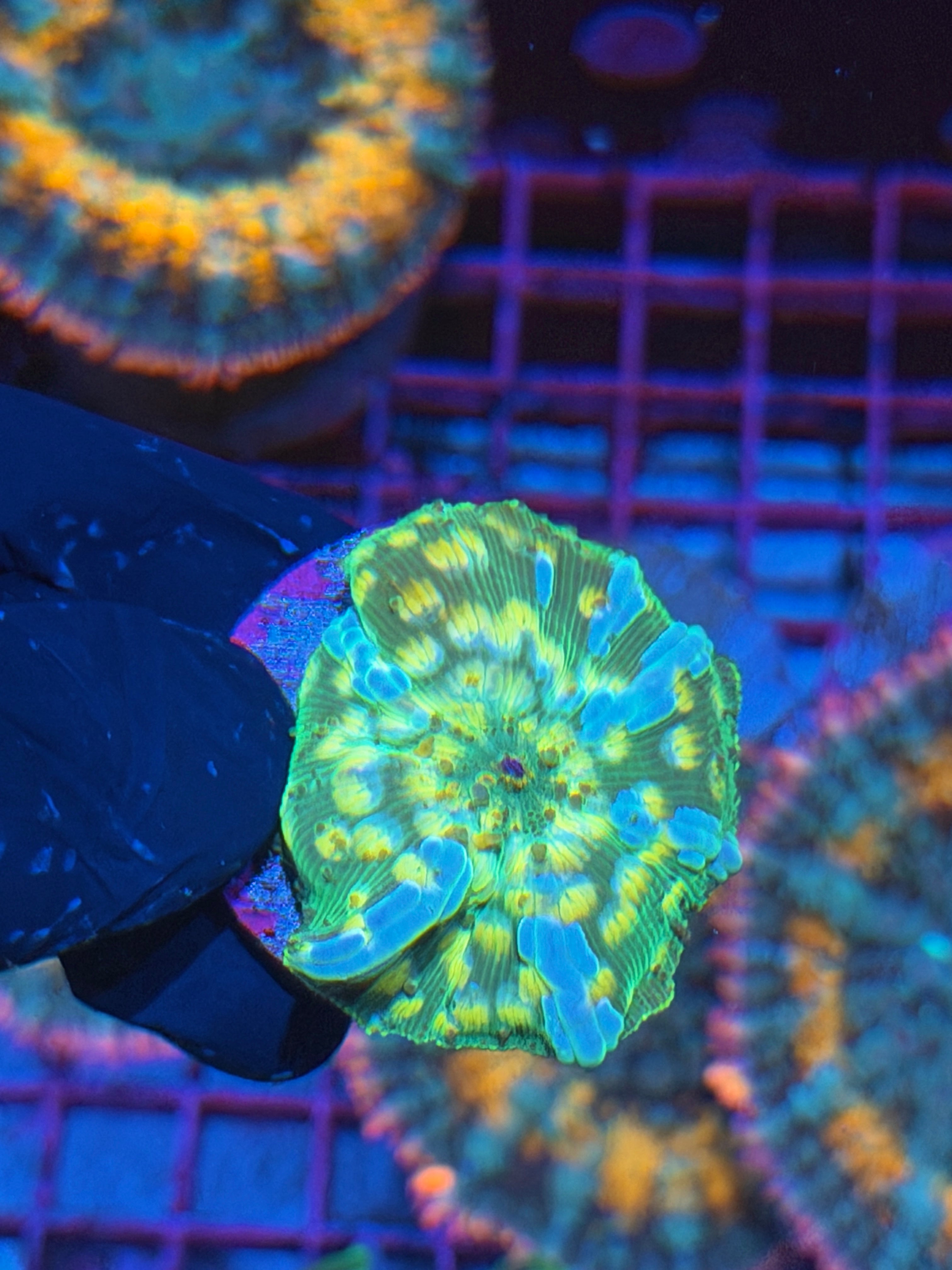 JEA Interstellar Jawbreaker Mushroom Coral Xl 7/9