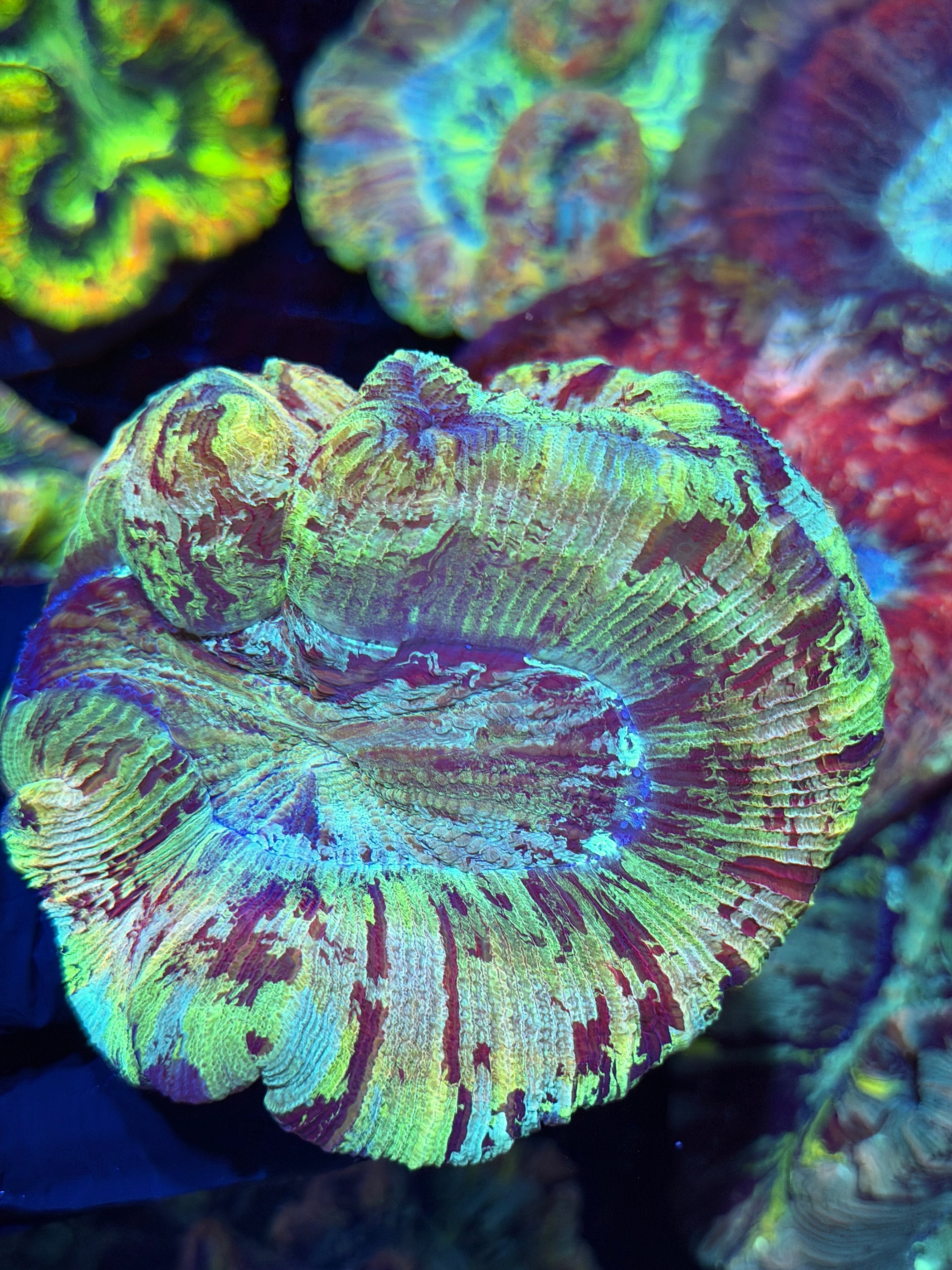 Rainbow Splatter Trachyphyllia Meat Coral XXXL Show Puece