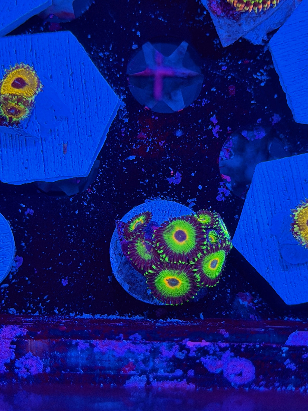 WWC Island times Zoanthid coral 8 polyps