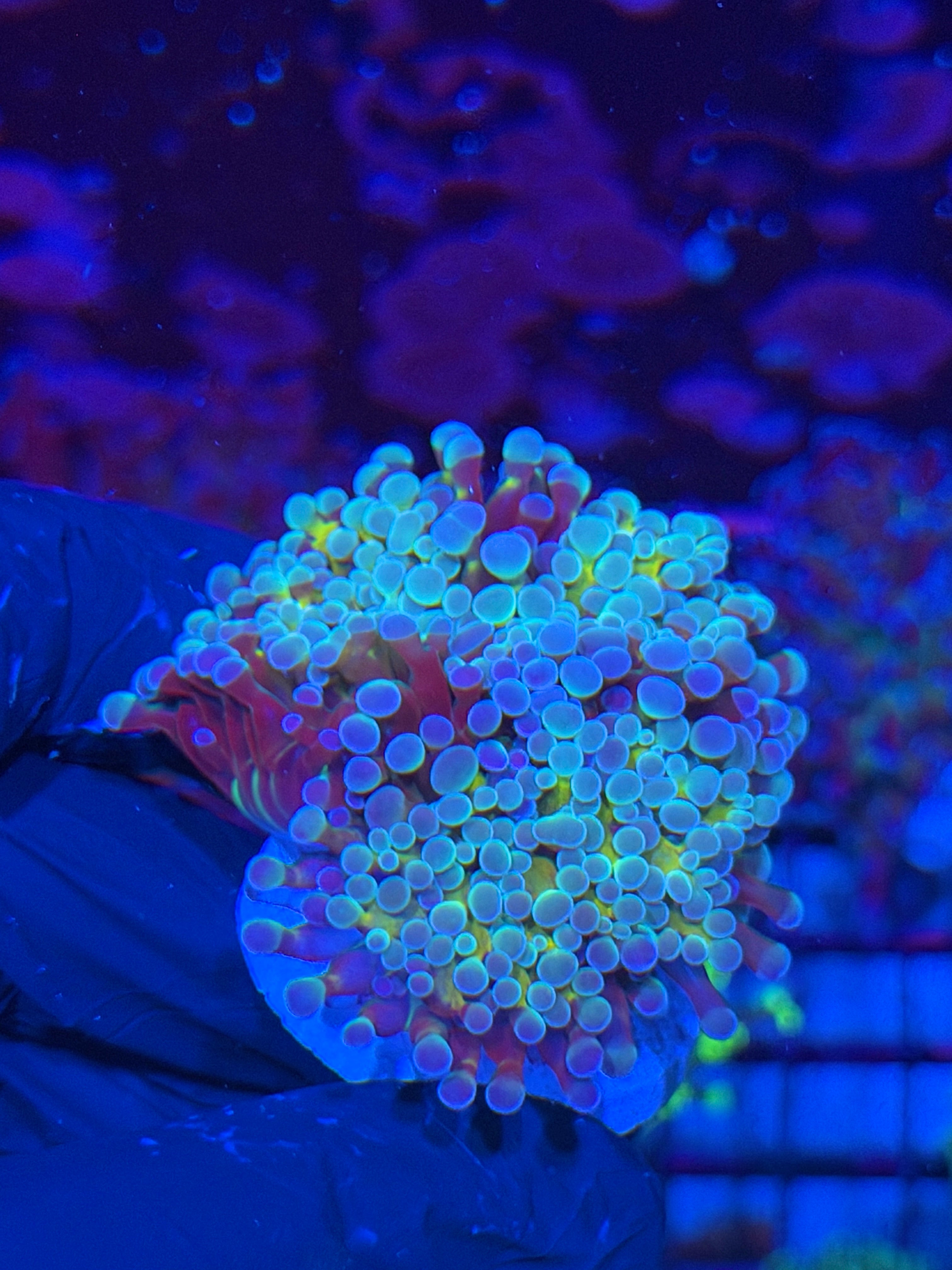JEA Rainbow Blaster Hammer Coral 2 Heads Splitting XL 7/22