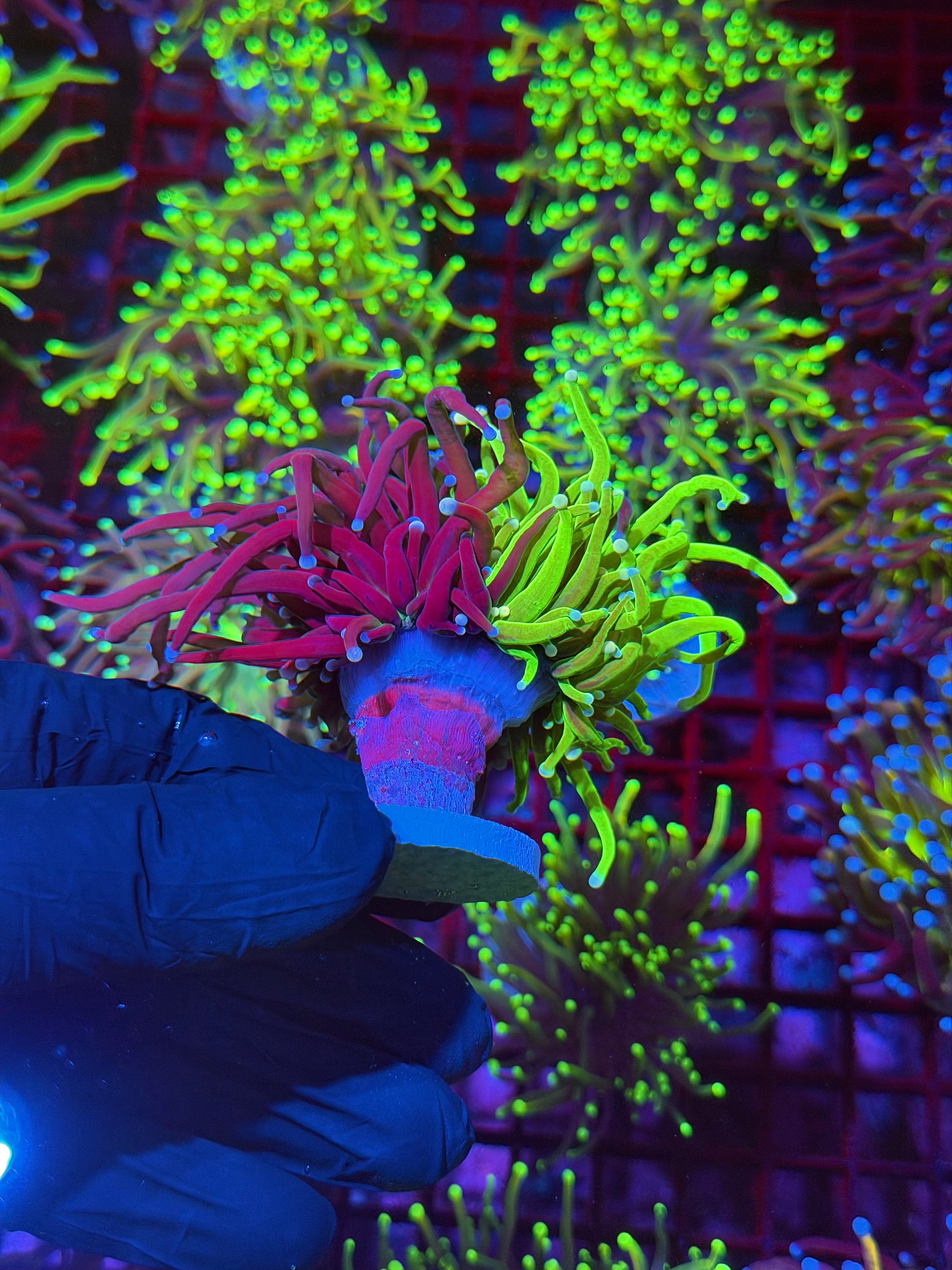JEA Grafted Holy Grail Torch Coral 1 XXL Head Splitting Show Piece 8/6