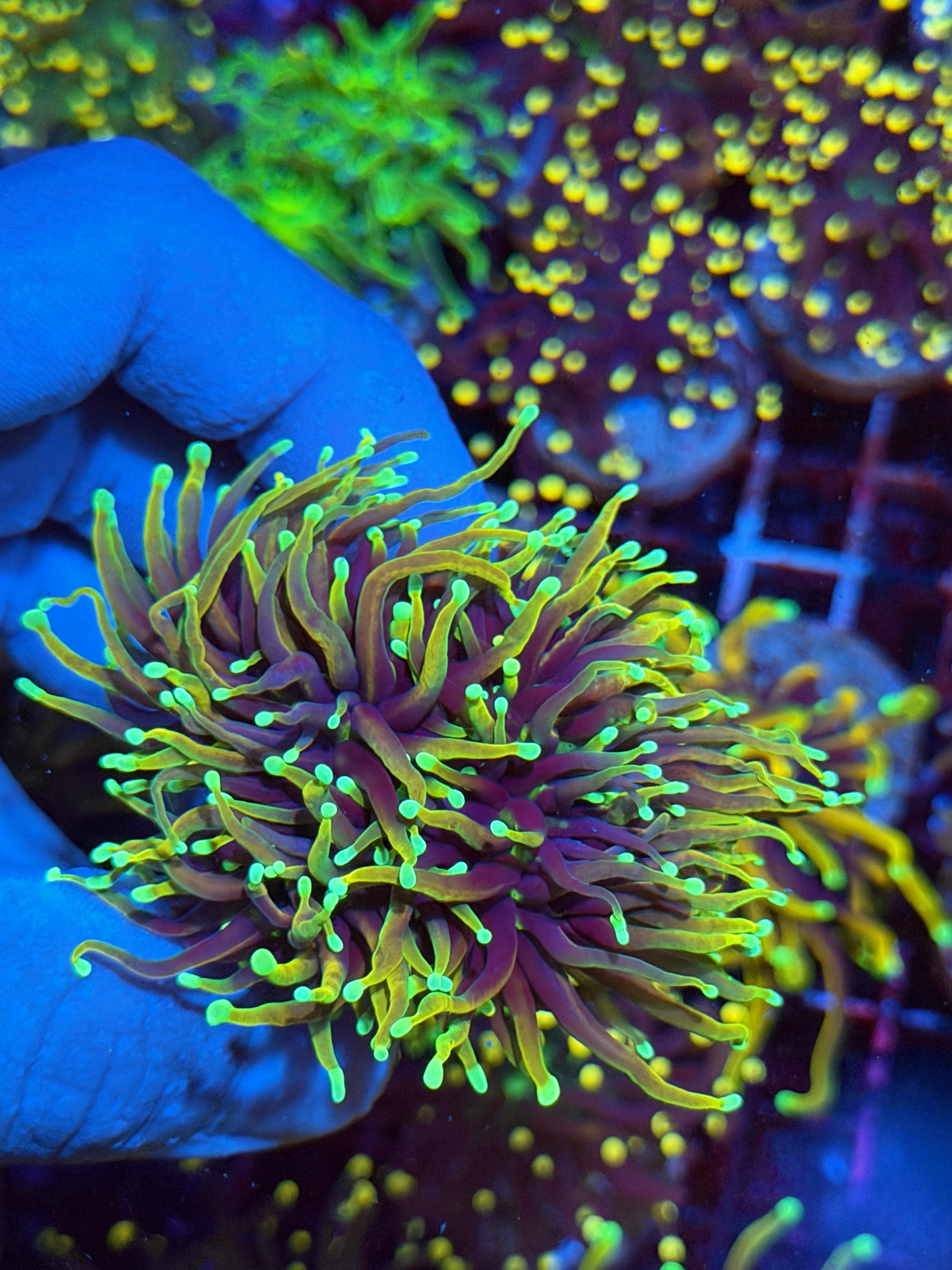 JEA Dragon Soul Torch Coral Splitting to 4 Cluster XL