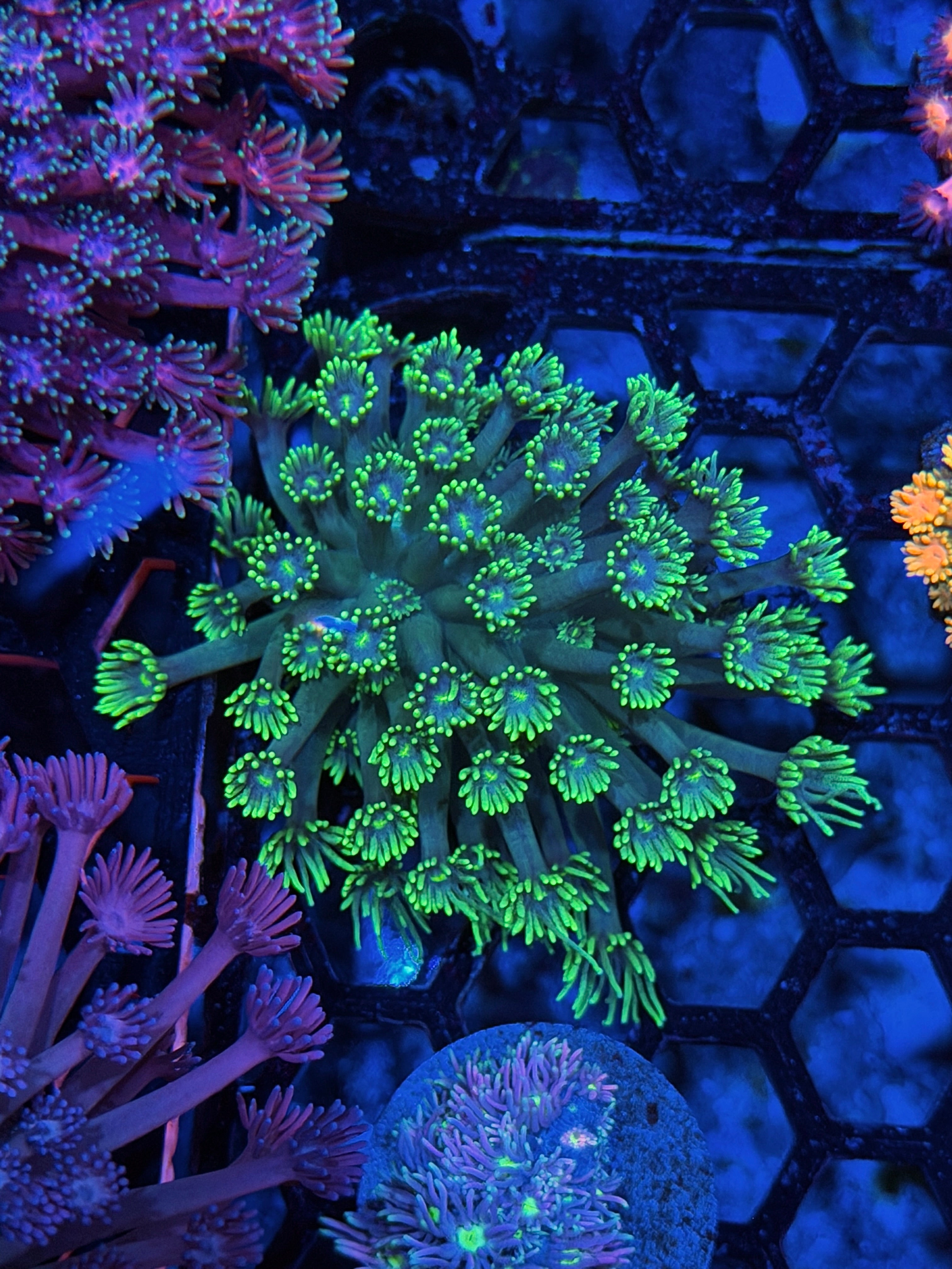 JEA The Riddler Goniopora Coral