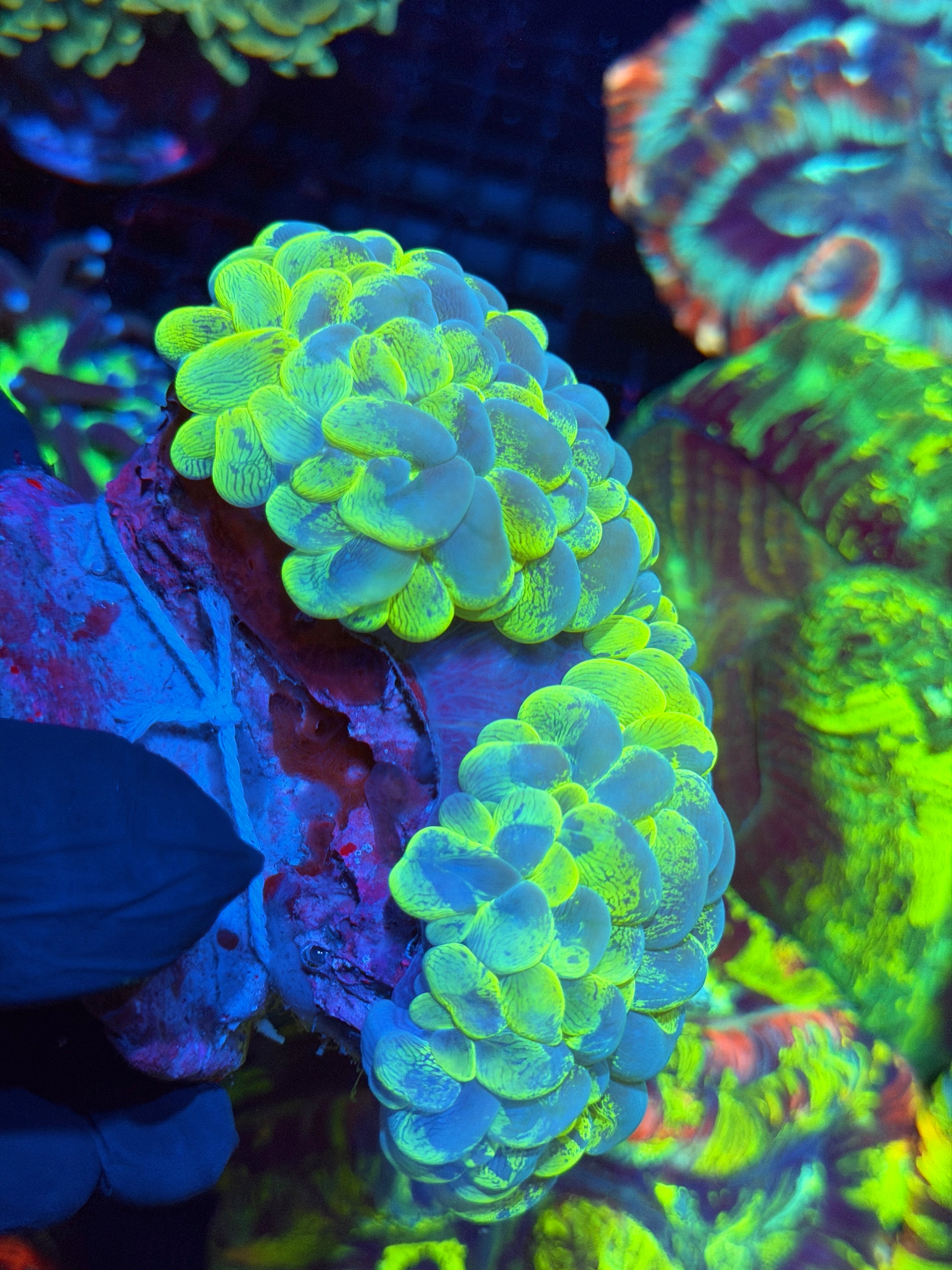 Insanely Bright Splatter Bubble Coral XXL 2/25