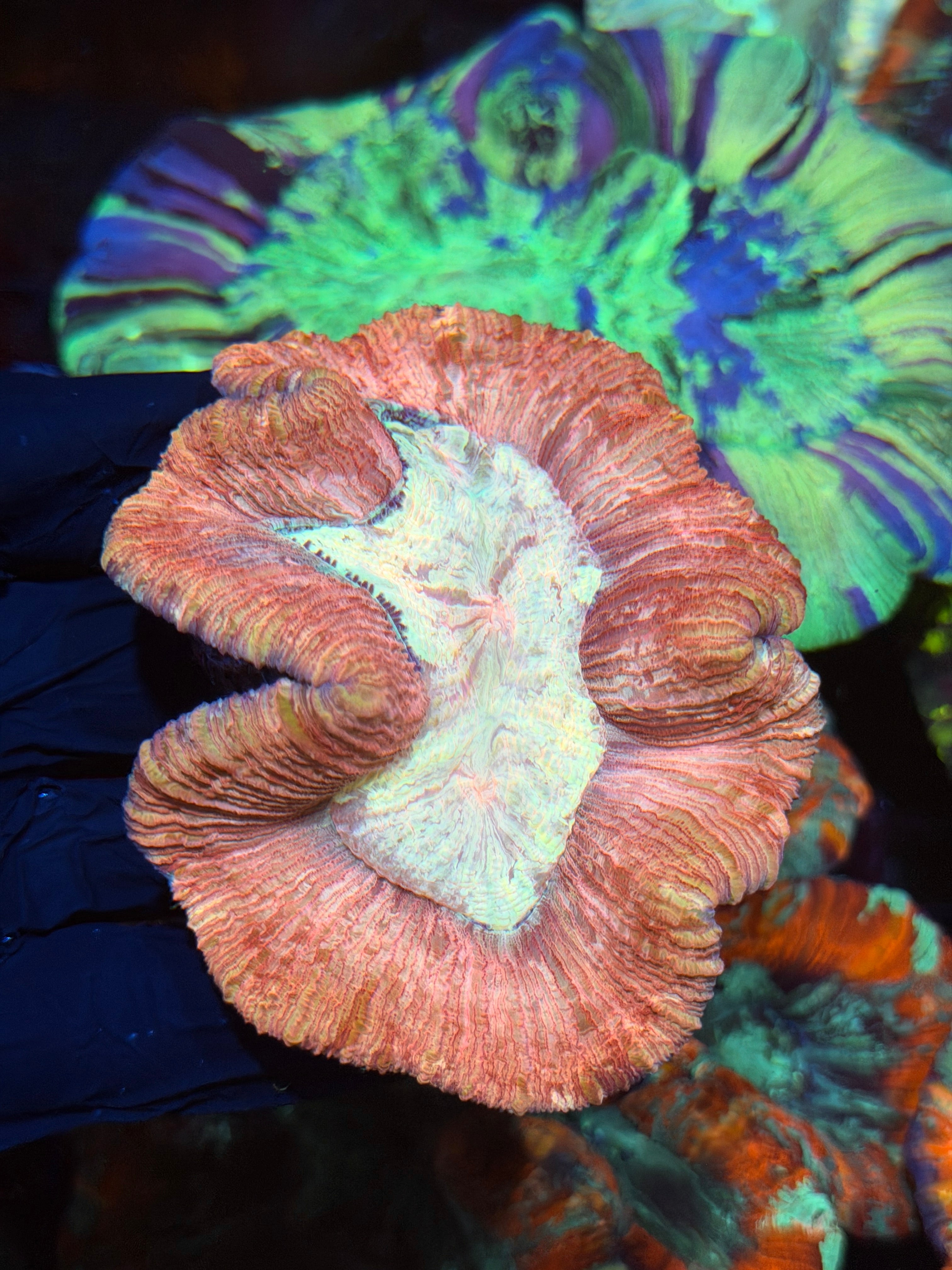 Multicolor Trachyphyllia Meat Coral 9/5