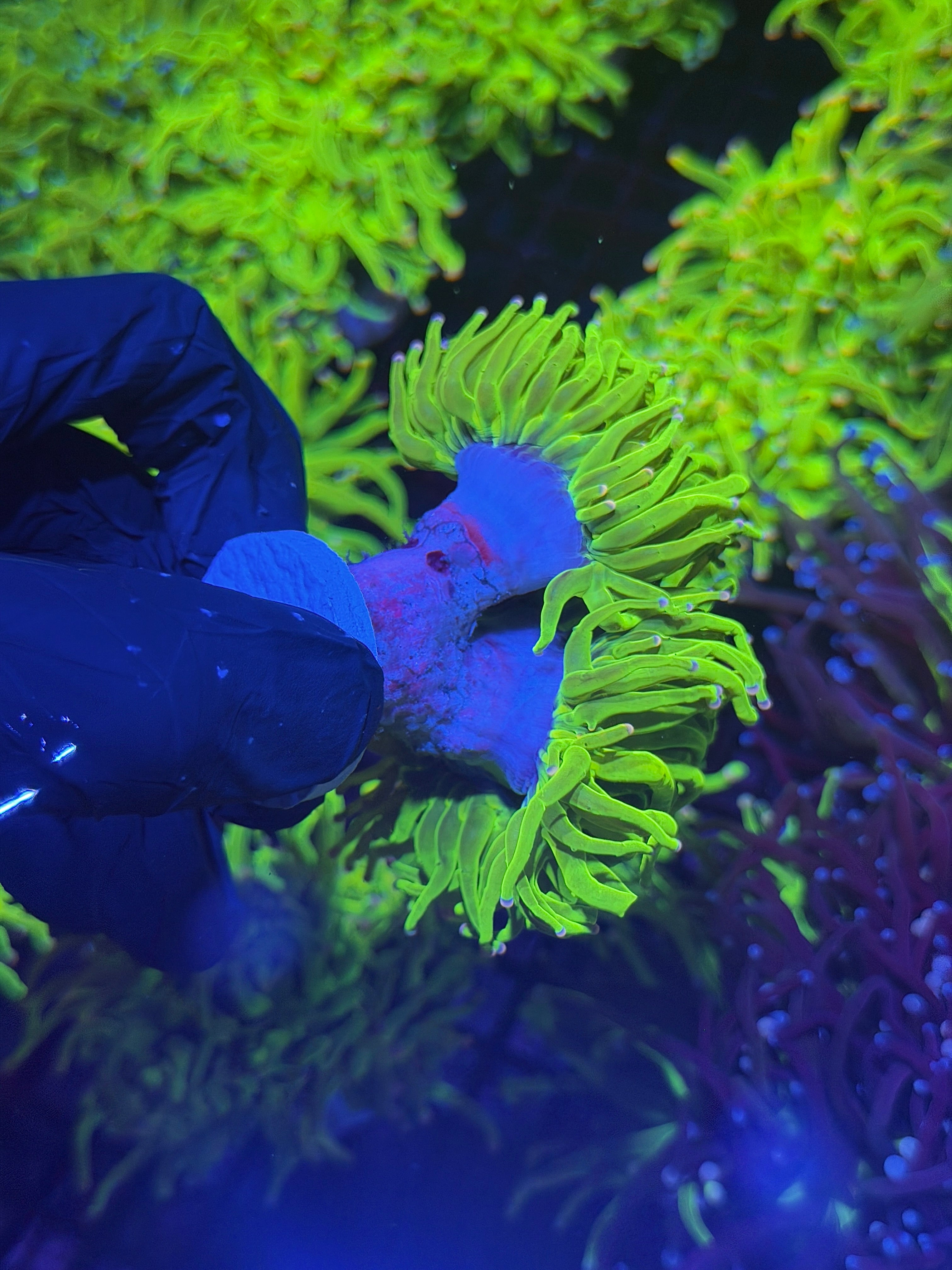 JEA Skittles Holy Grail Torch Coral 2 Heads XXL Show Size (Pink + Purple Tips)