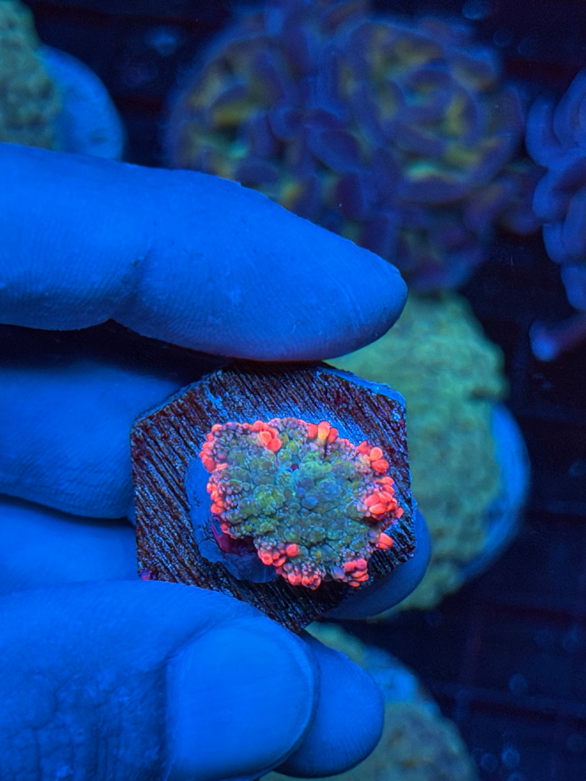 JEA Frankenstein Bounce Mushroom Coral 9/22