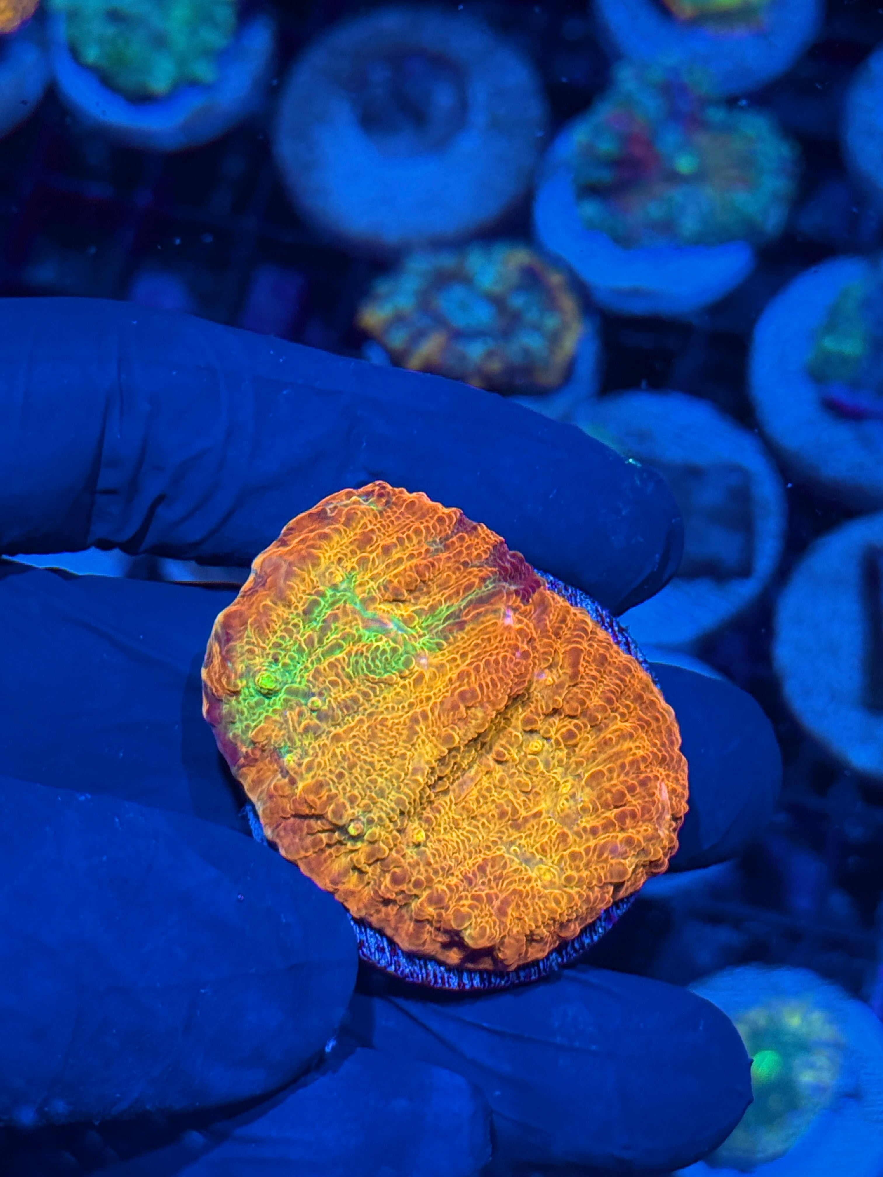 POTO Rainbow Peacock Chalice Coral 10/12