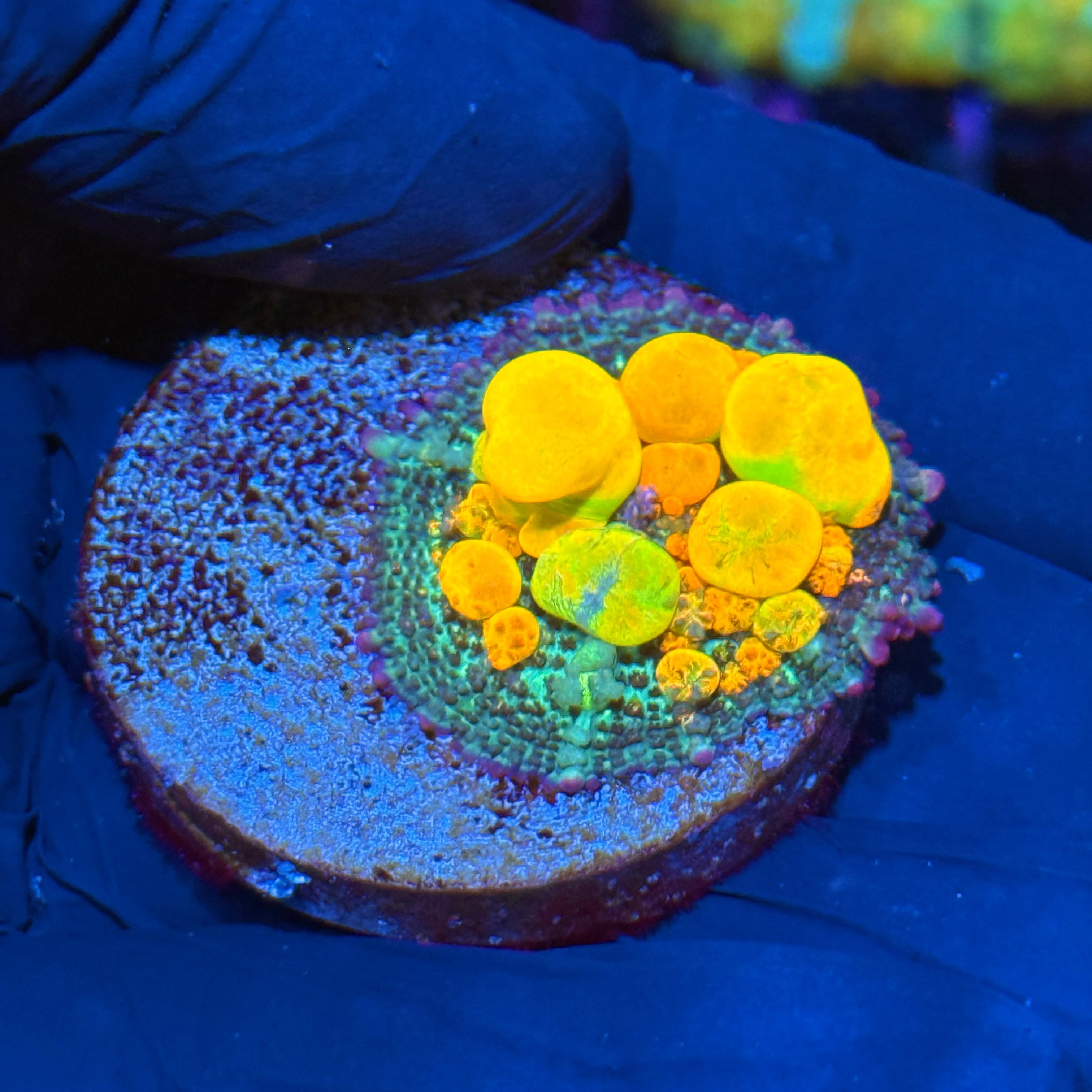 WWC OG Bounce Mushroom Coral XL
