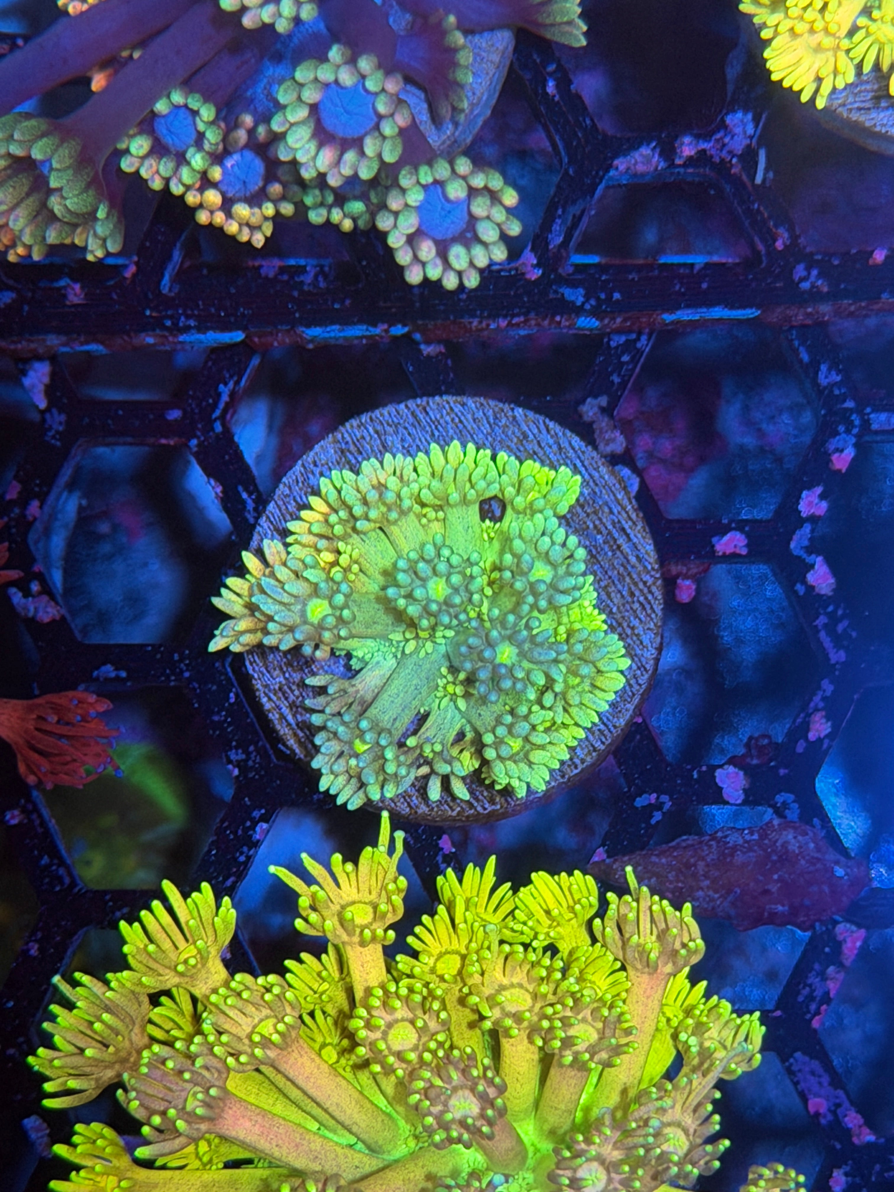 JEA Neon Rainbow Goniopora Coral 11/3